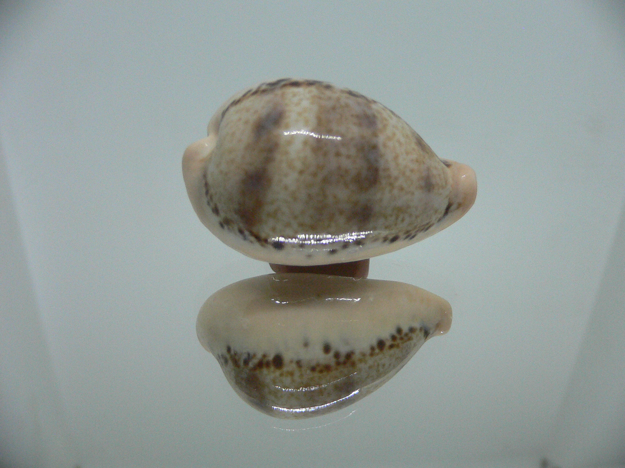 Cypraea hungerfordi hungerfordi SUPER & LIGHT