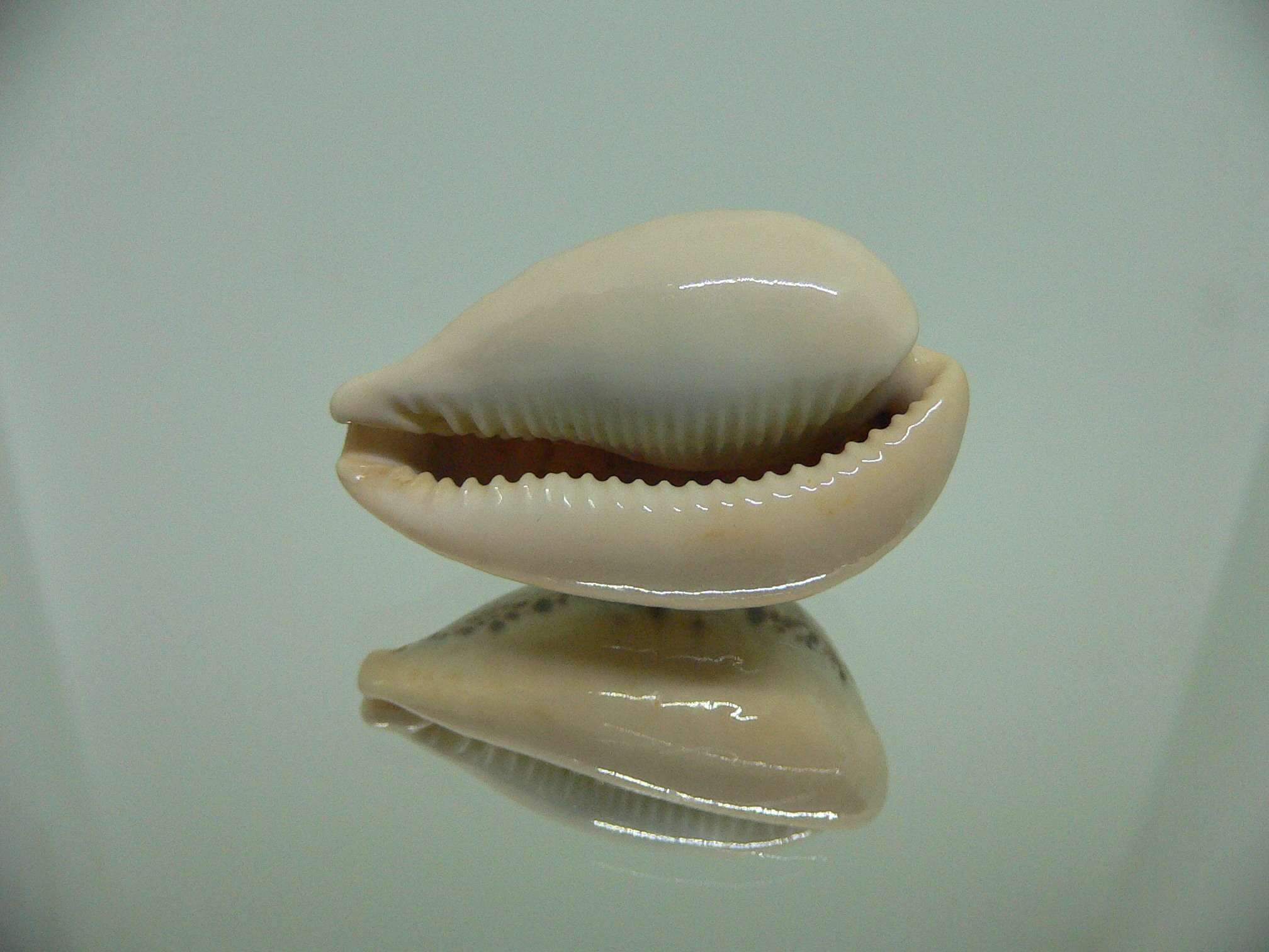Cypraea hungerfordi hungerfordi SUPER & LIGHT