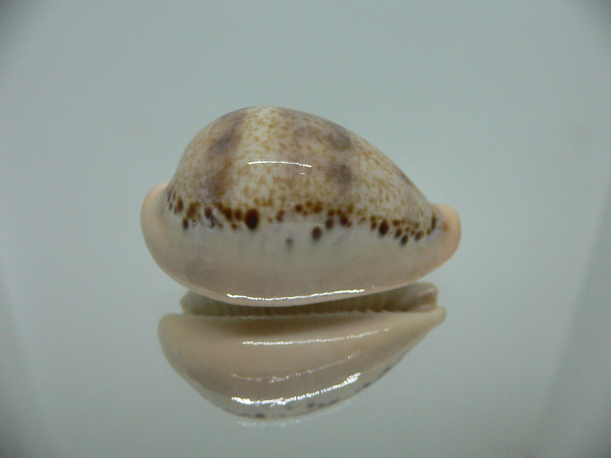 Cypraea hungerfordi hungerfordi SUPER & LIGHT