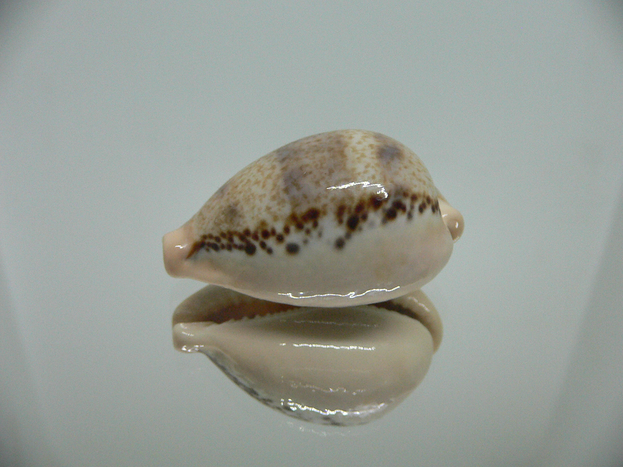 Cypraea hungerfordi hungerfordi SUPER & LIGHT