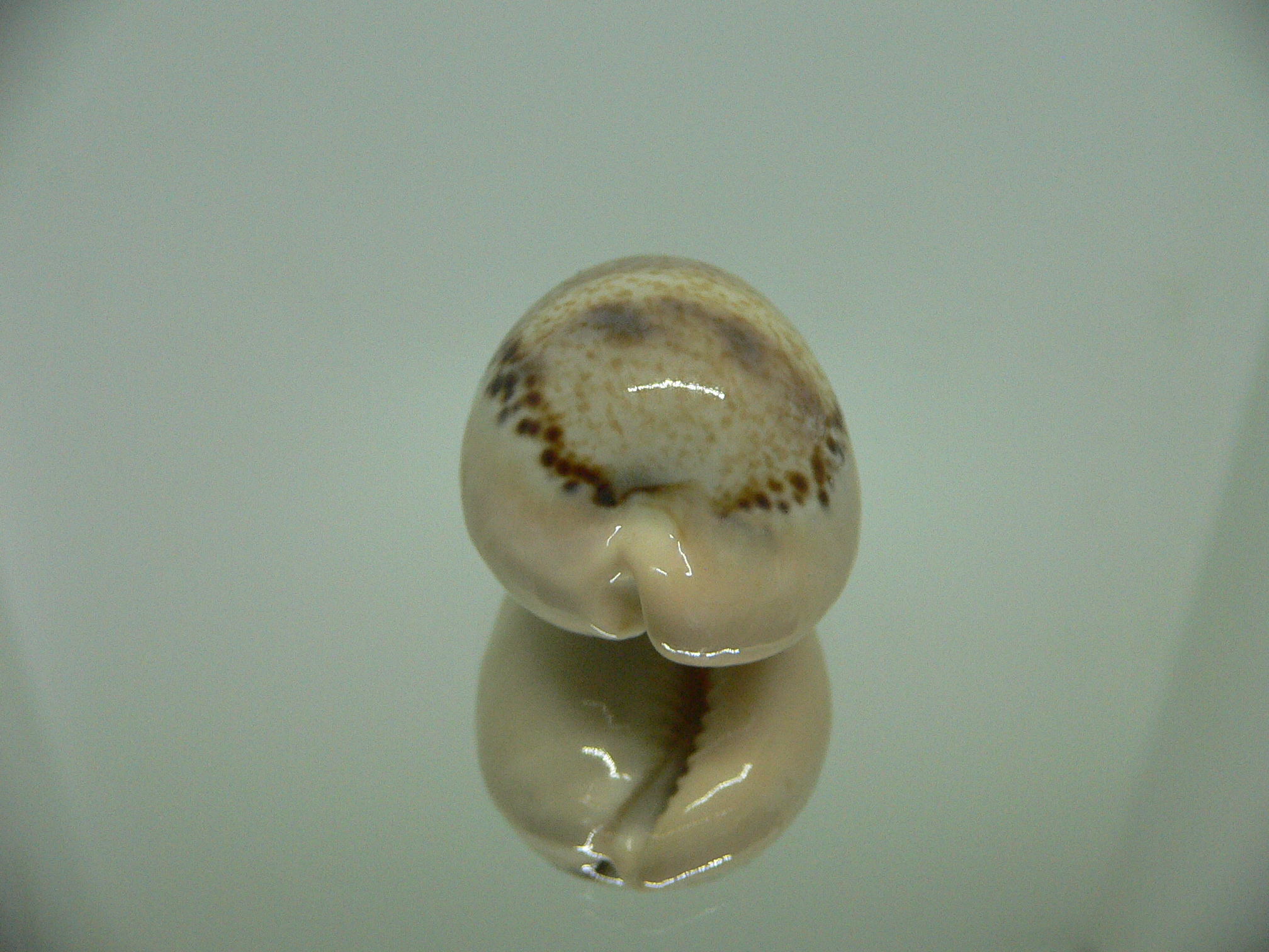 Cypraea hungerfordi hungerfordi SUPER & LIGHT