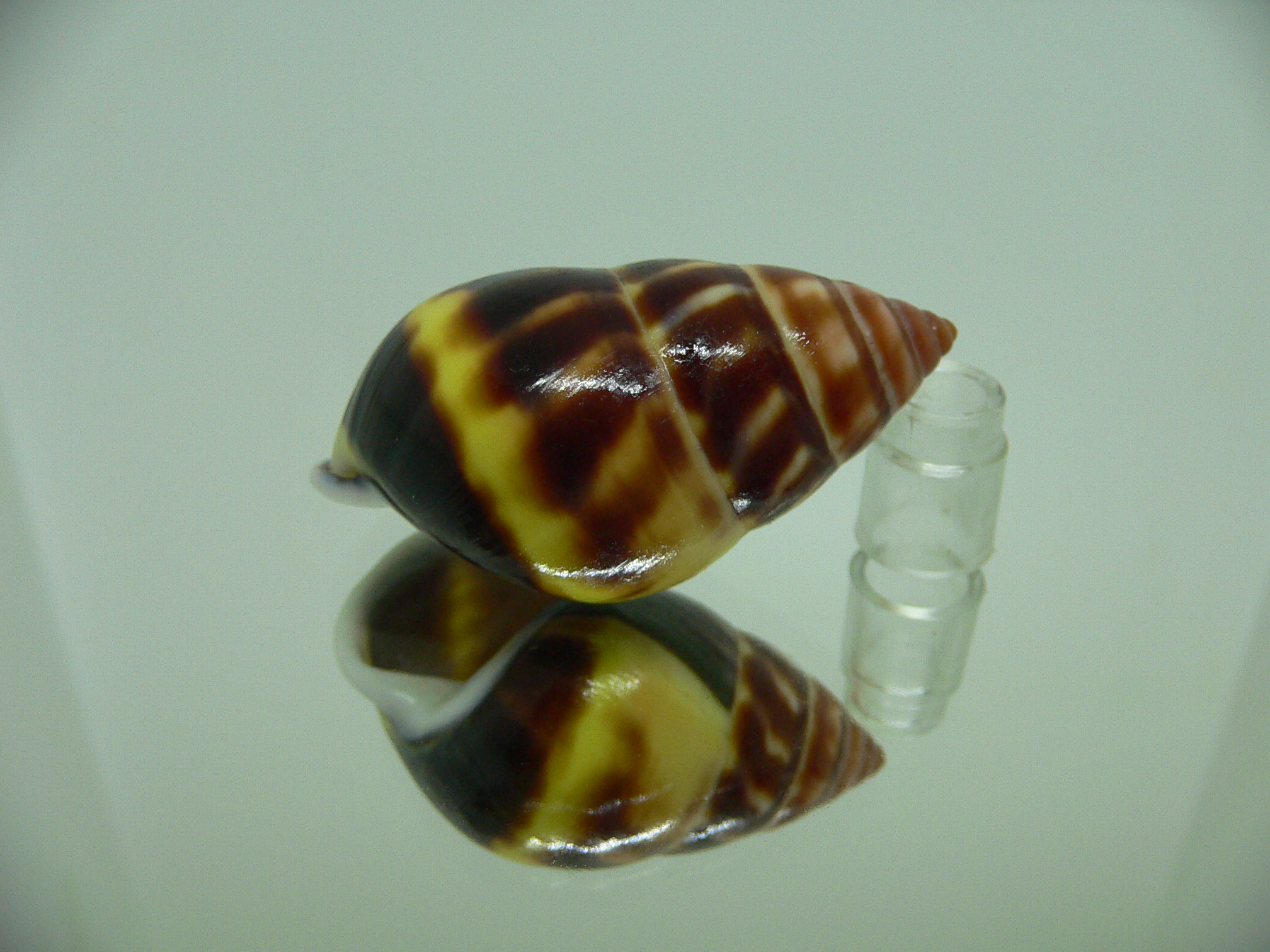 Amphidromus perversus melanoma SUPER & BIG