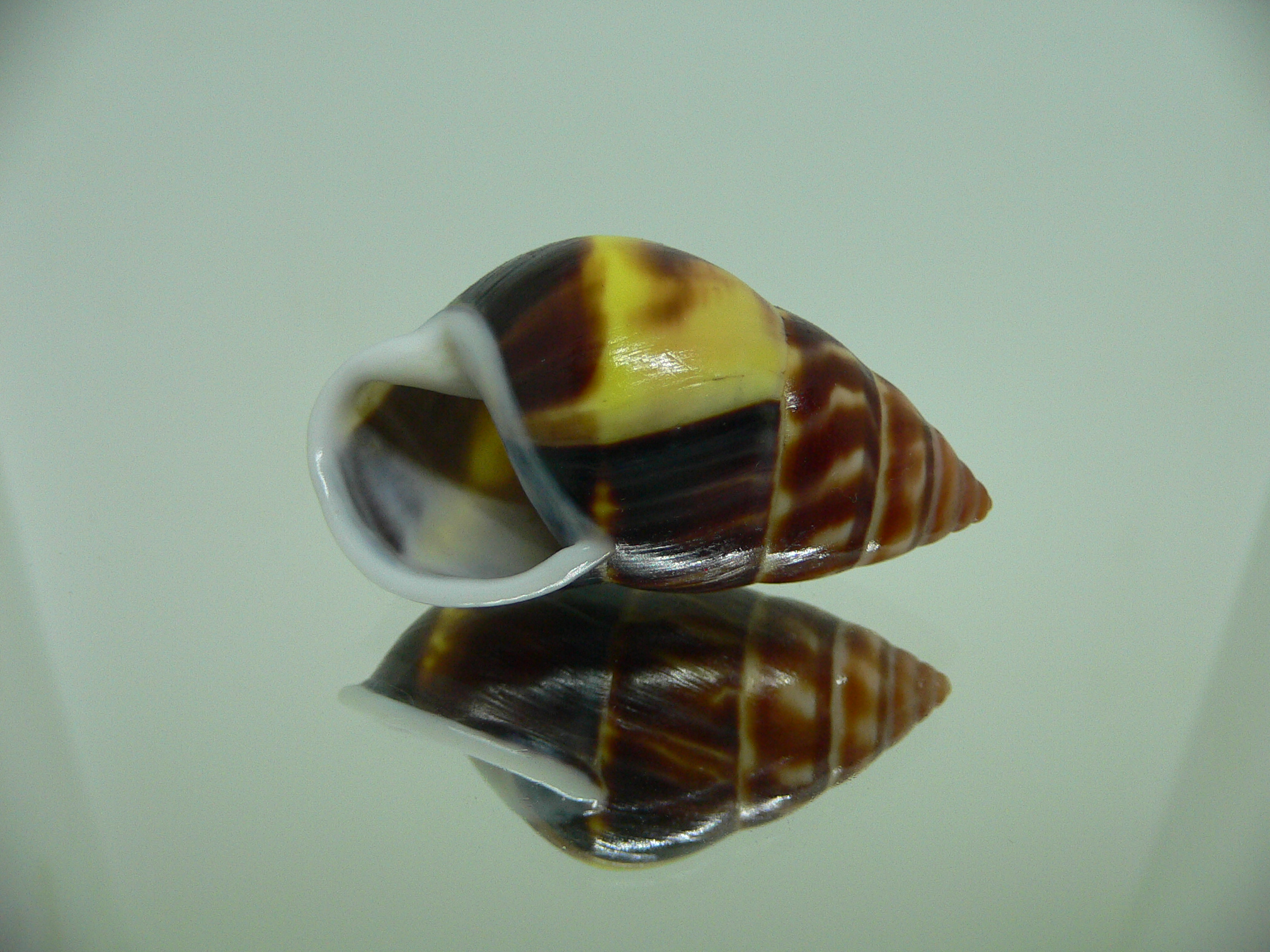 Amphidromus perversus melanoma SUPER & BIG