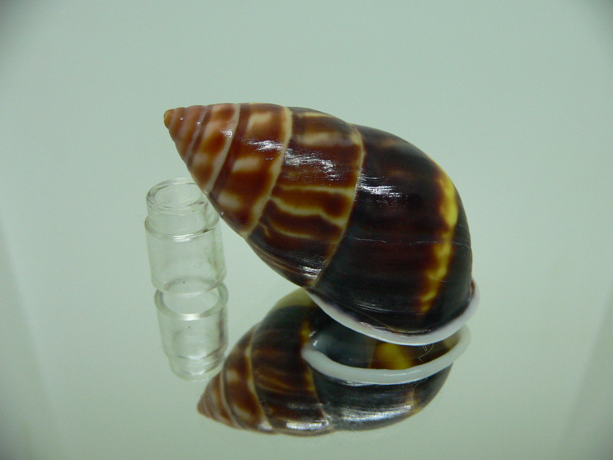 Amphidromus perversus melanoma SUPER & BIG