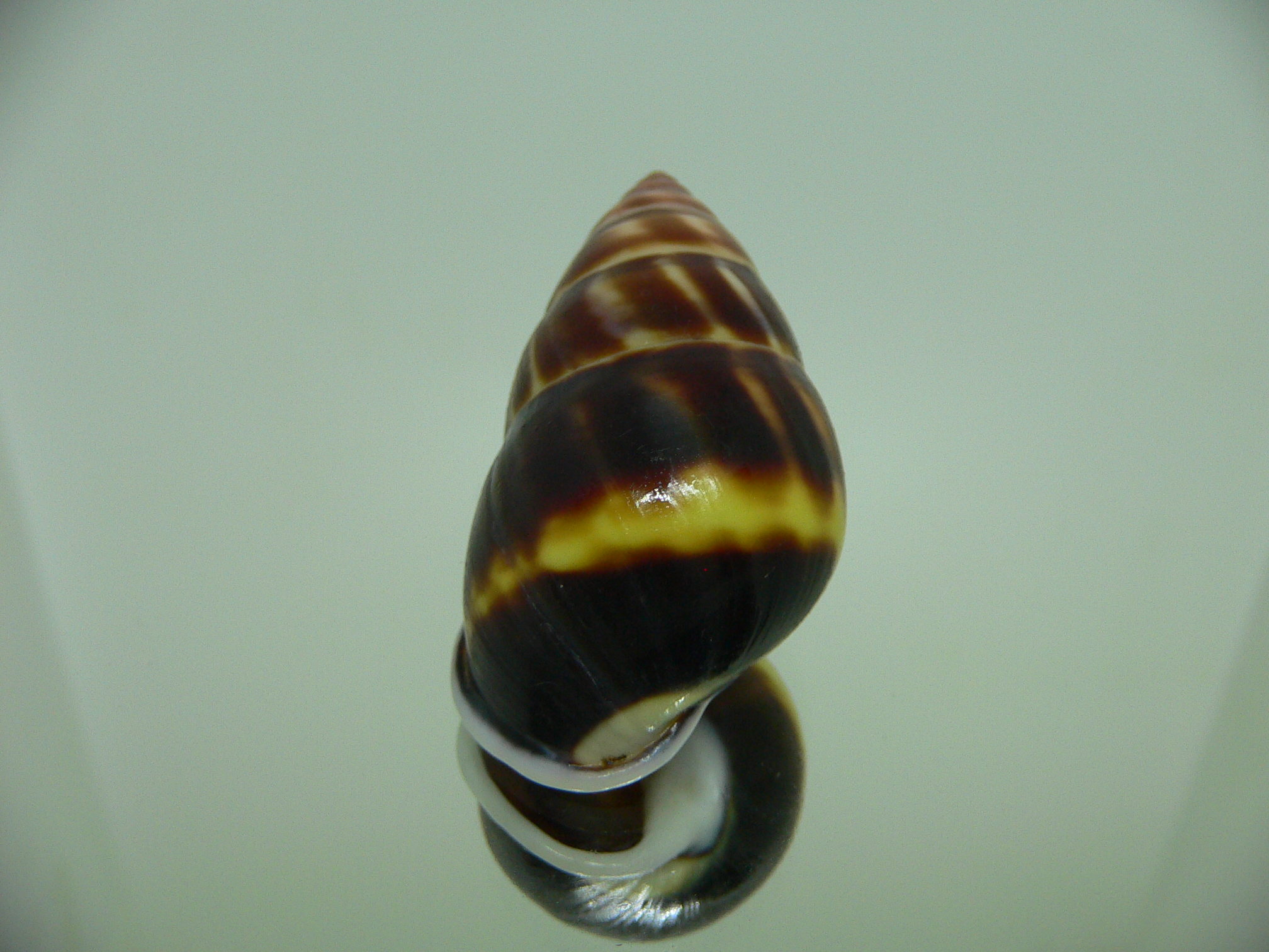 Amphidromus perversus melanoma SUPER & BIG