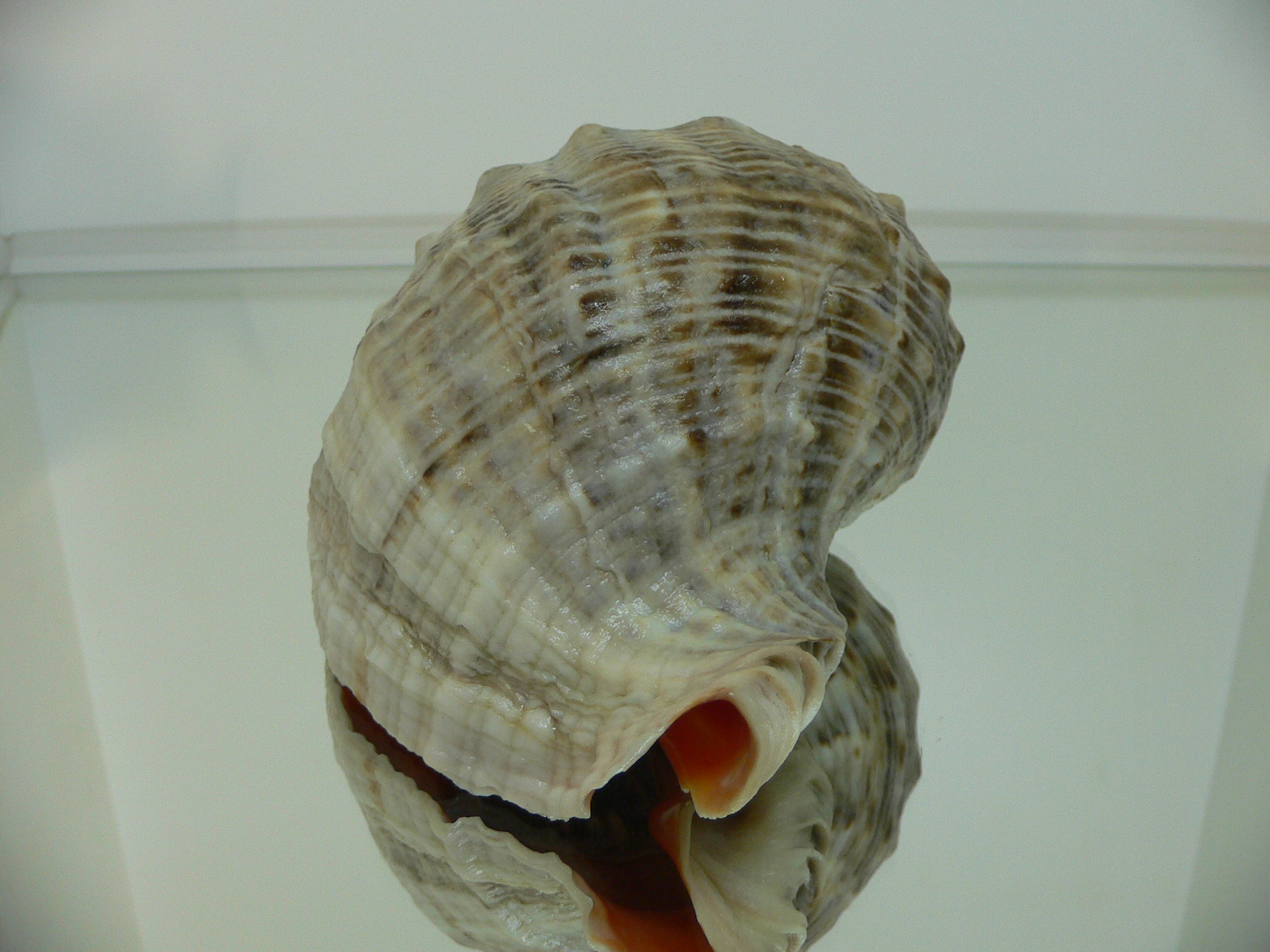 Rapana venosa WHITE LIP & CURLY