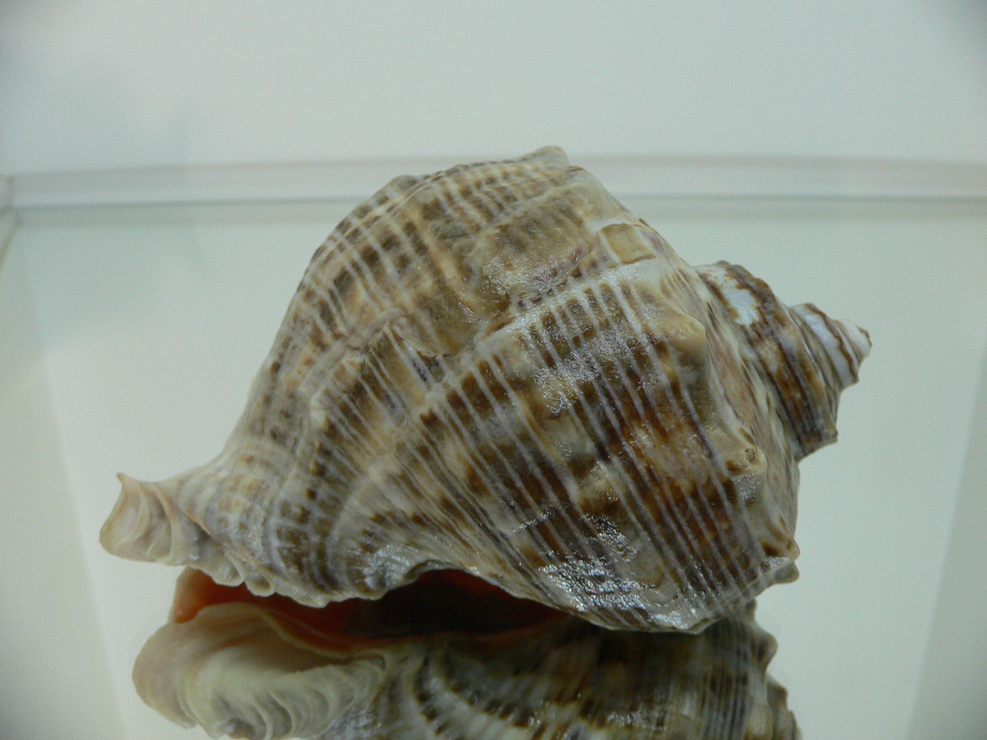 Rapana venosa WHITE LIP & CURLY
