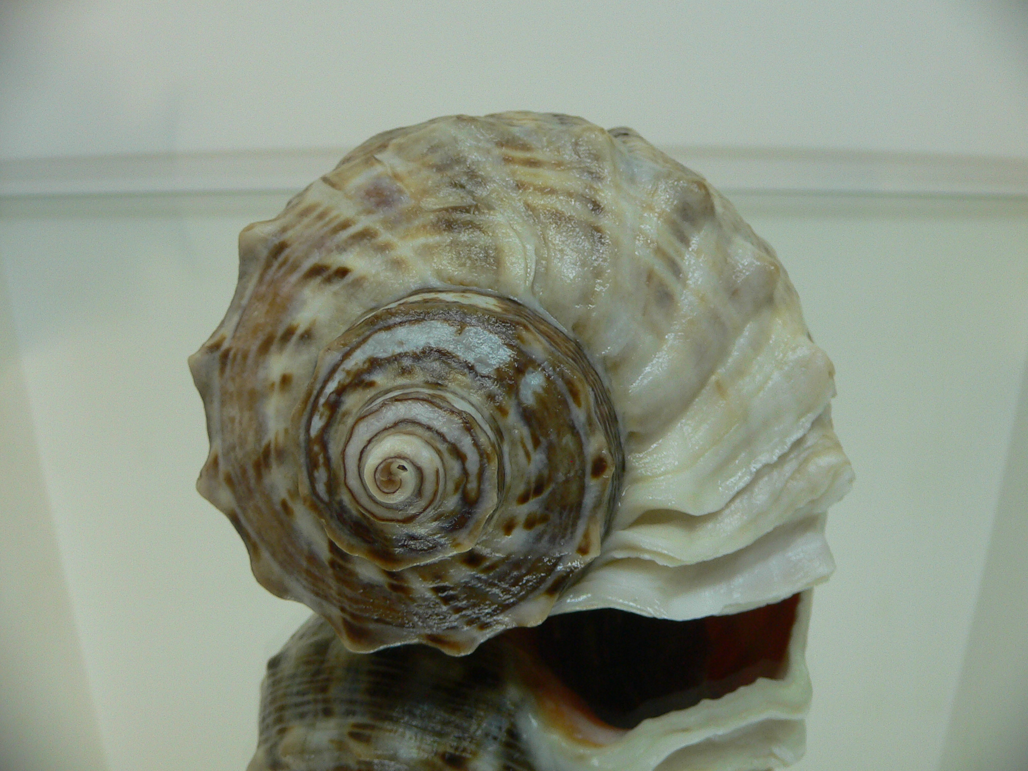 Rapana venosa WHITE LIP & CURLY