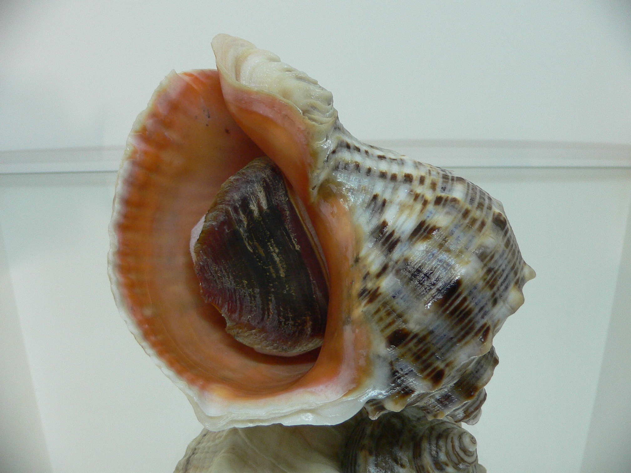 Rapana venosa WHITE LIP & CURLY