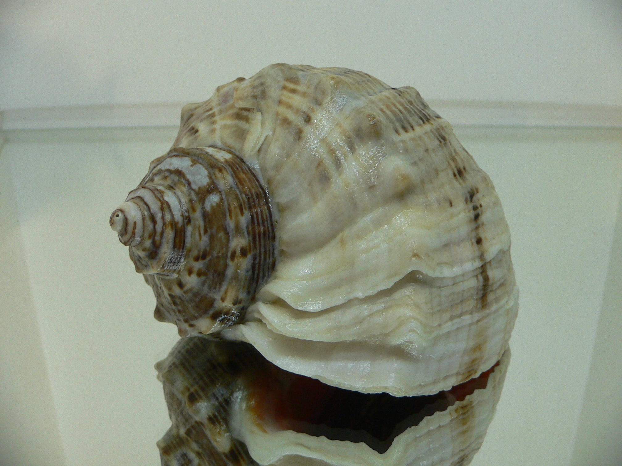 Rapana venosa WHITE LIP & CURLY