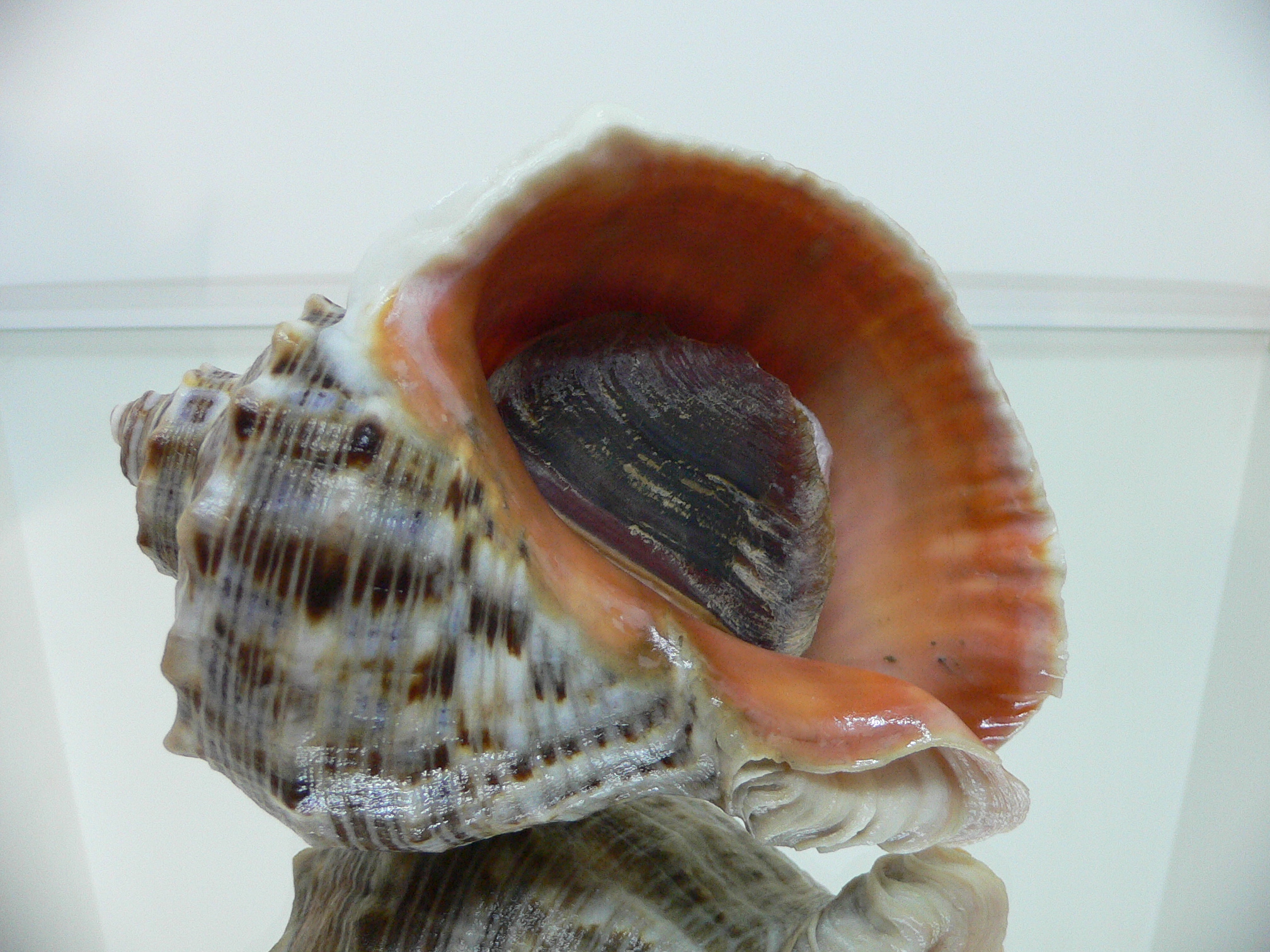 Rapana venosa WHITE LIP & CURLY