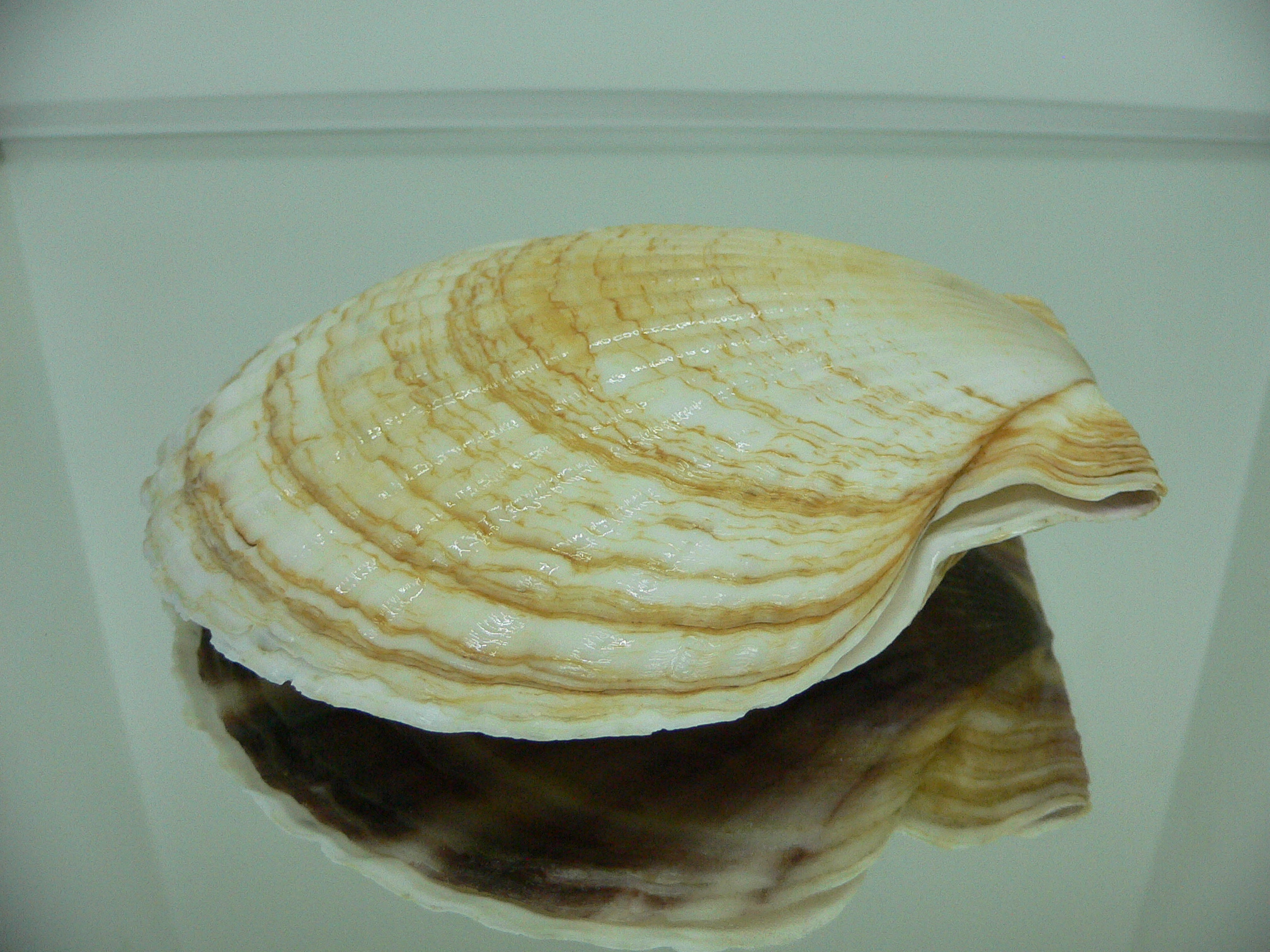 Patinopecten yessoensis SUPER
