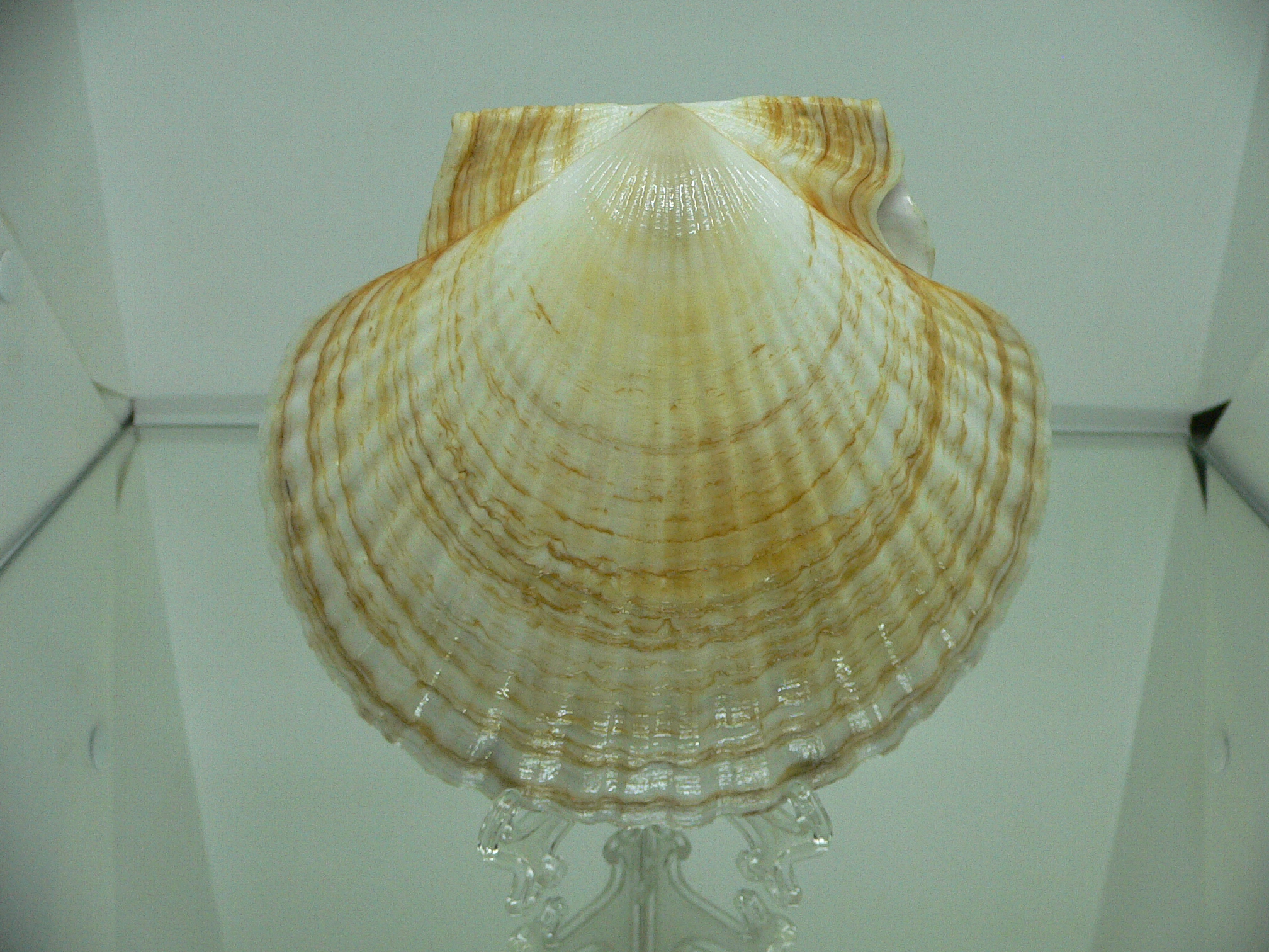 Patinopecten yessoensis SUPER