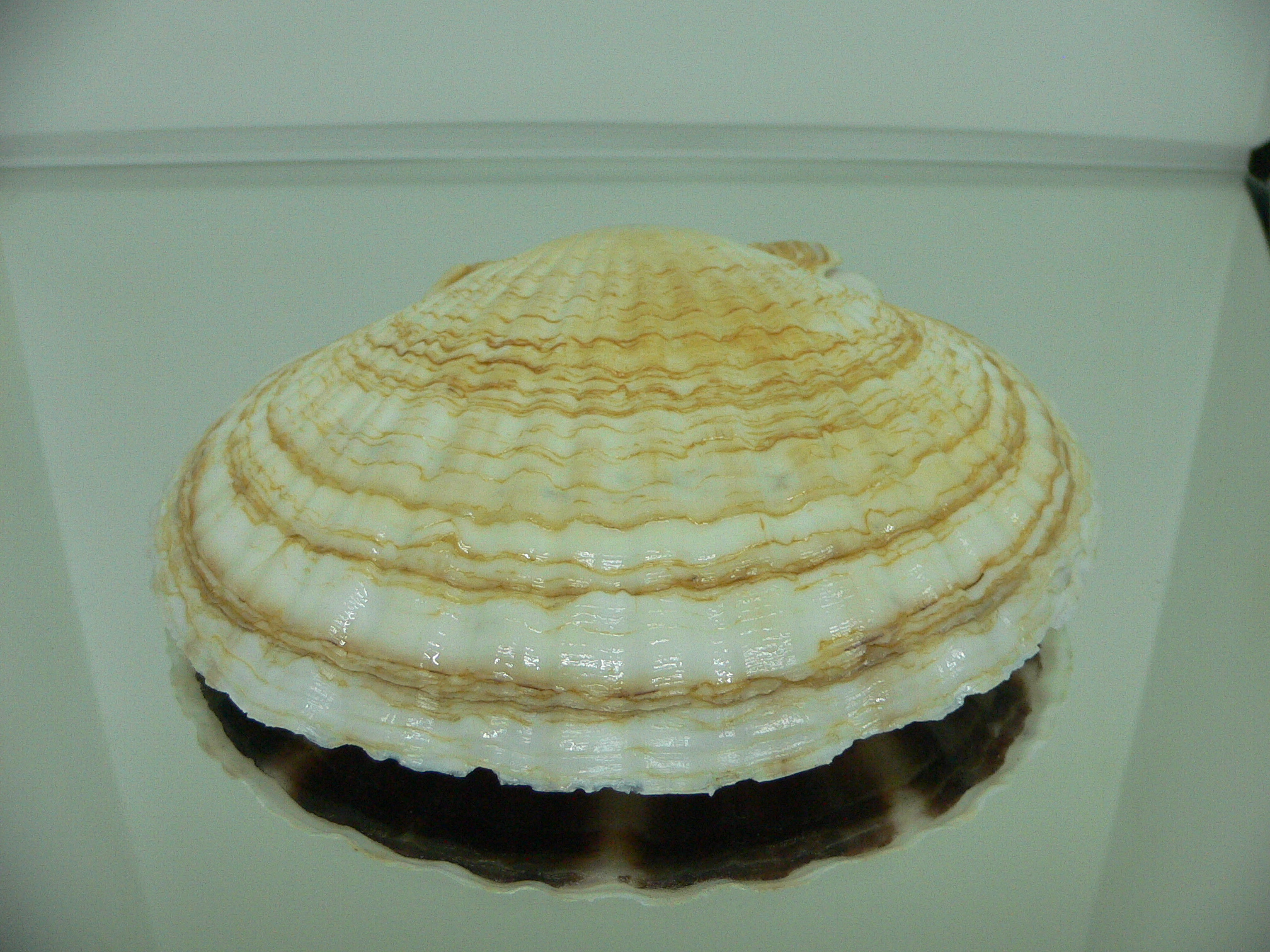 Patinopecten yessoensis SUPER