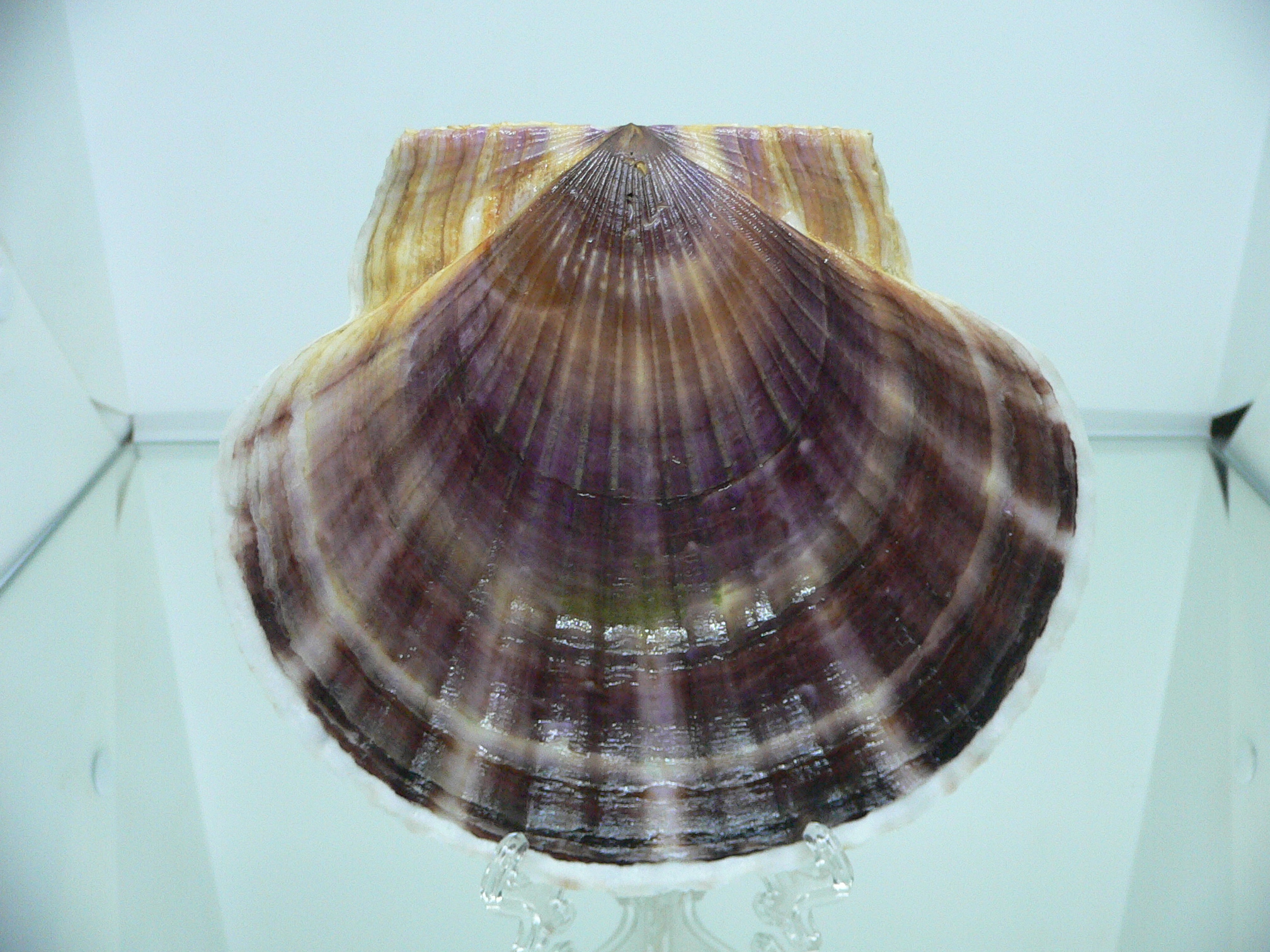 Patinopecten yessoensis SUPER