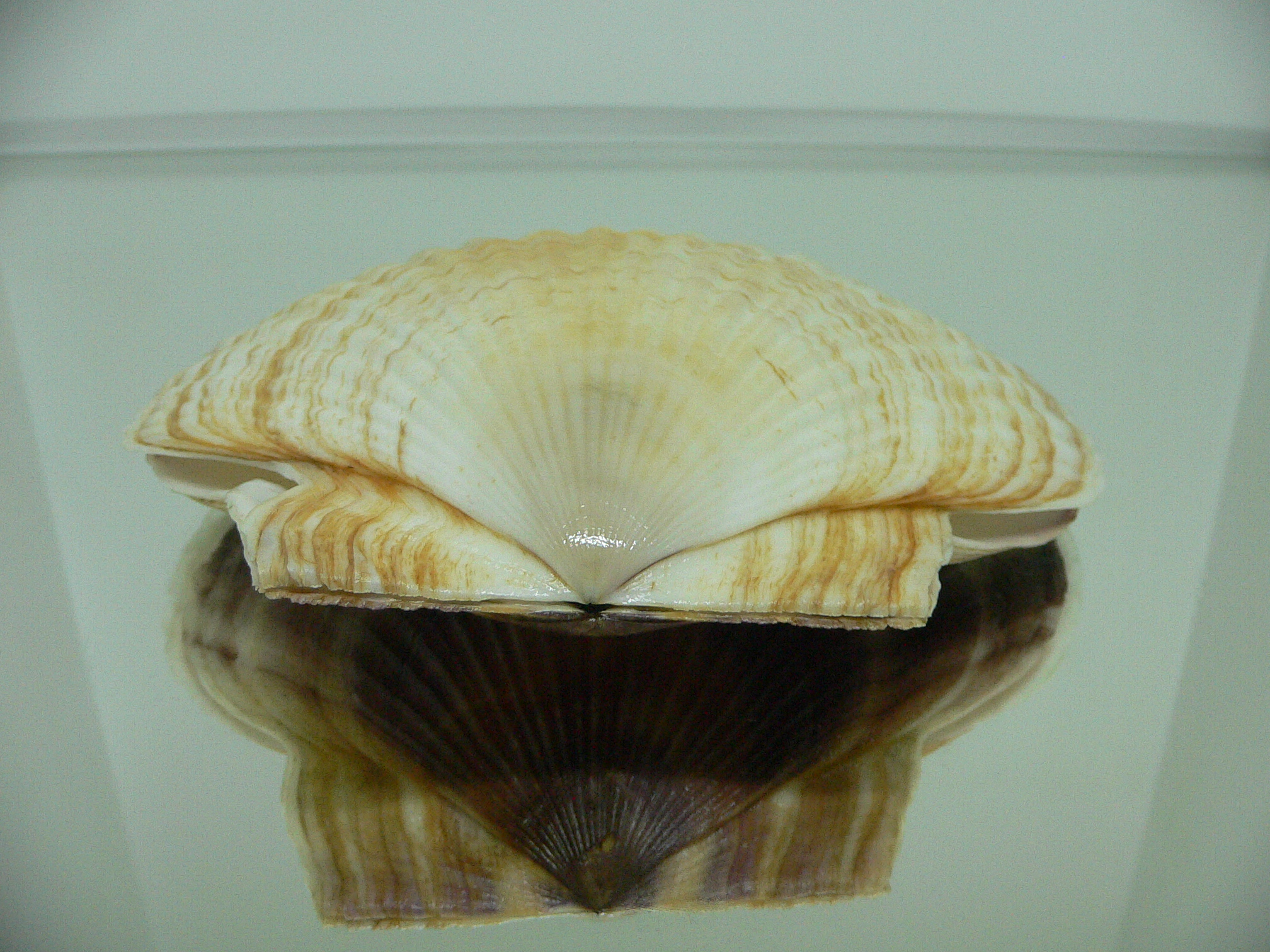 Patinopecten yessoensis SUPER