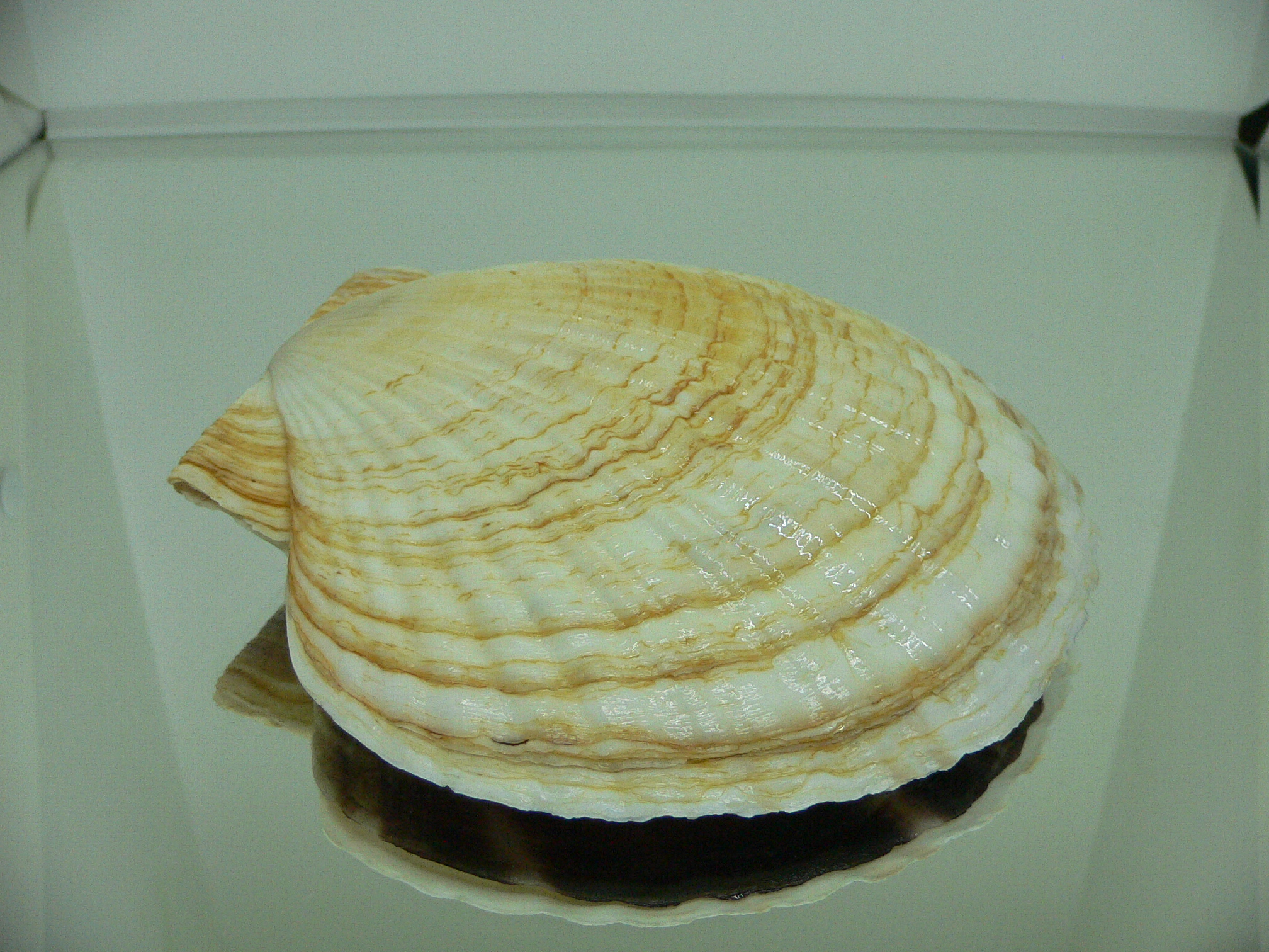 Patinopecten yessoensis SUPER