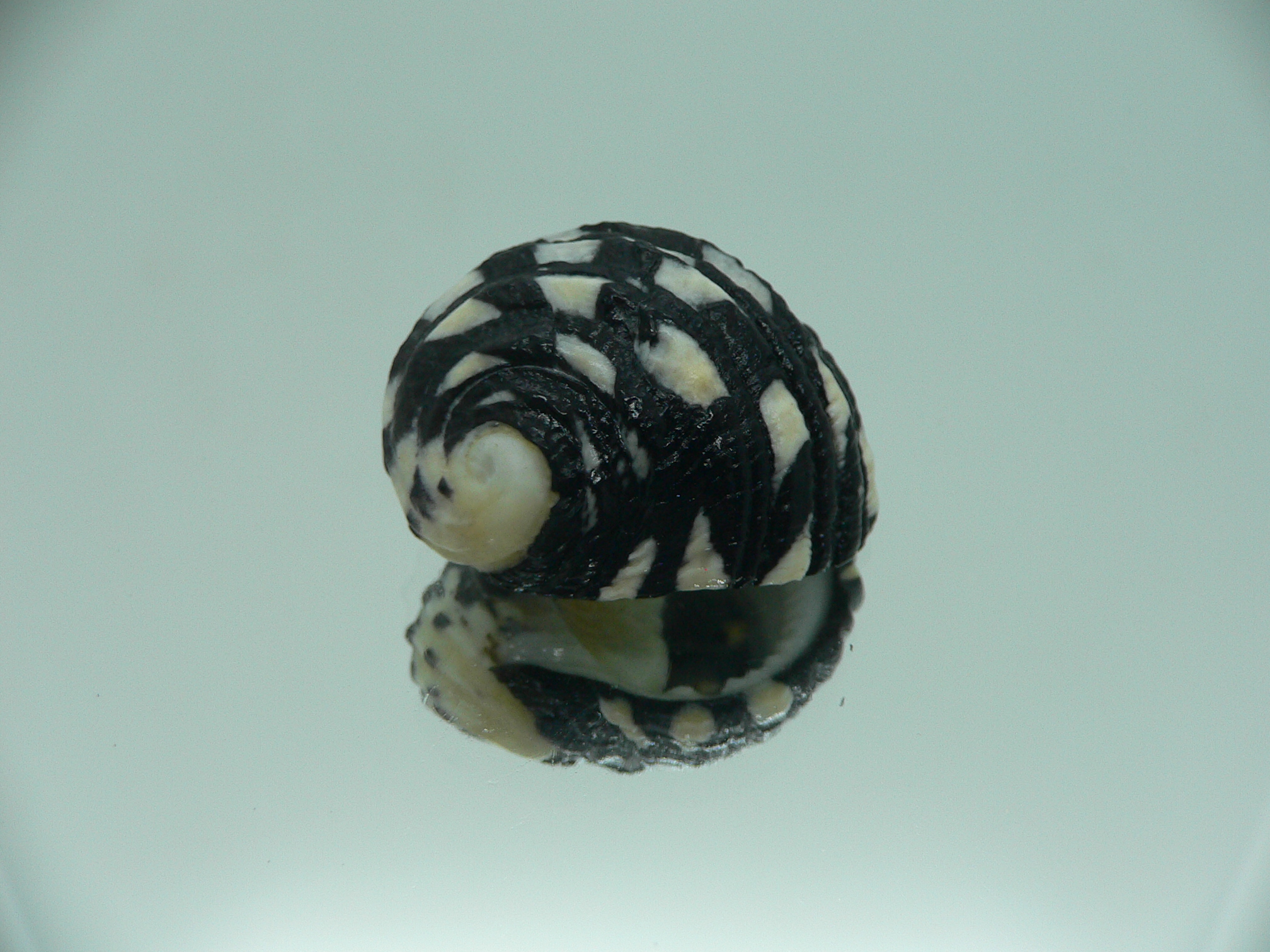 Nerita textilis SUPER