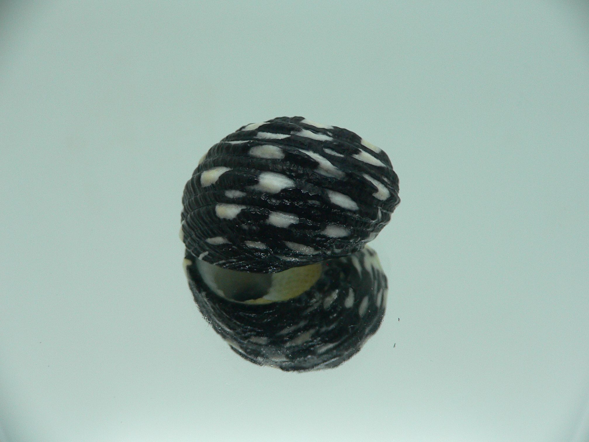 Nerita textilis SUPER