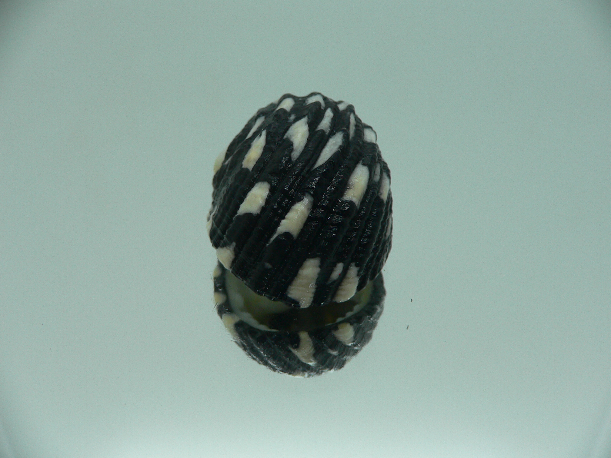 Nerita textilis SUPER