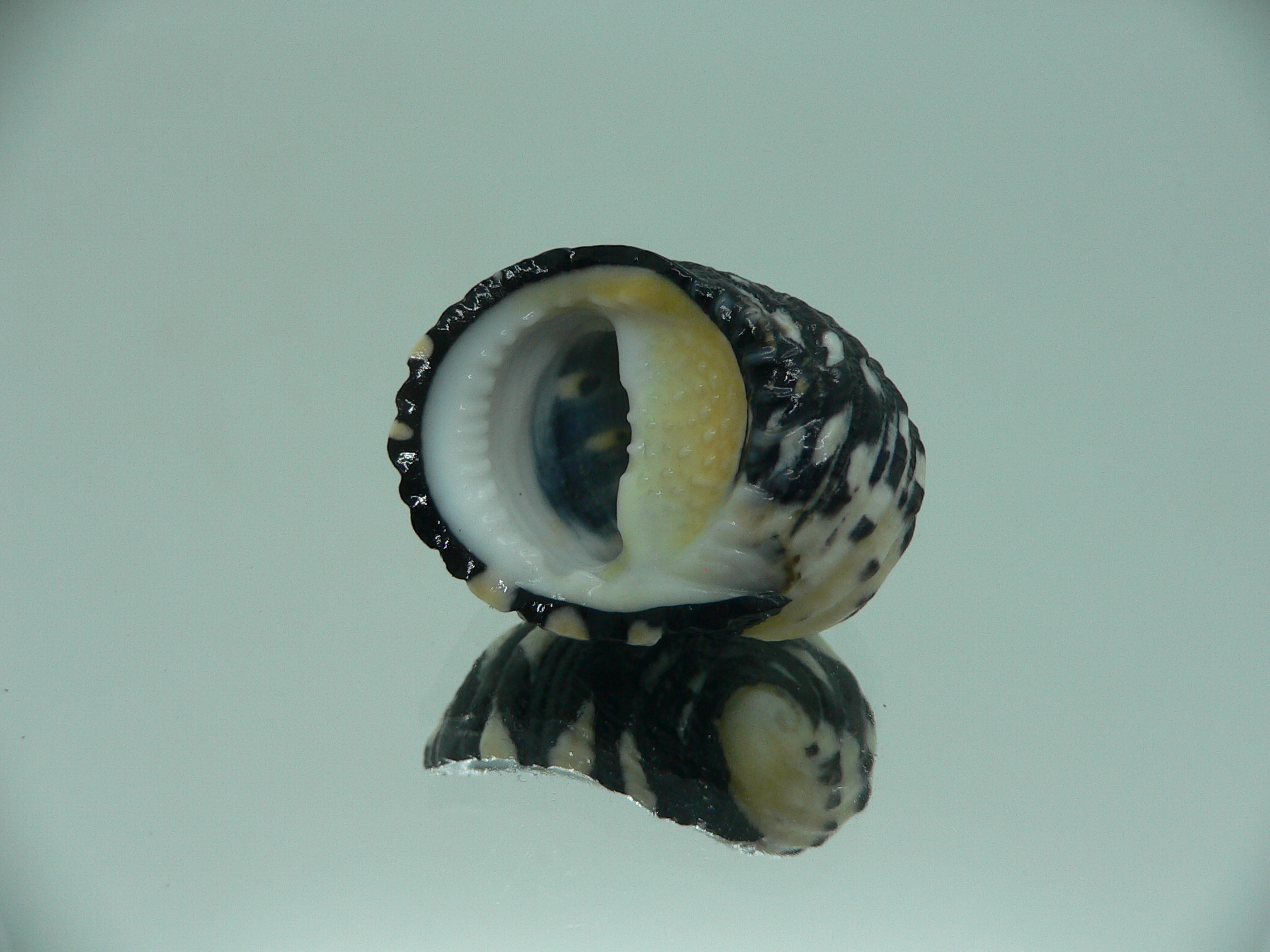 Nerita textilis SUPER