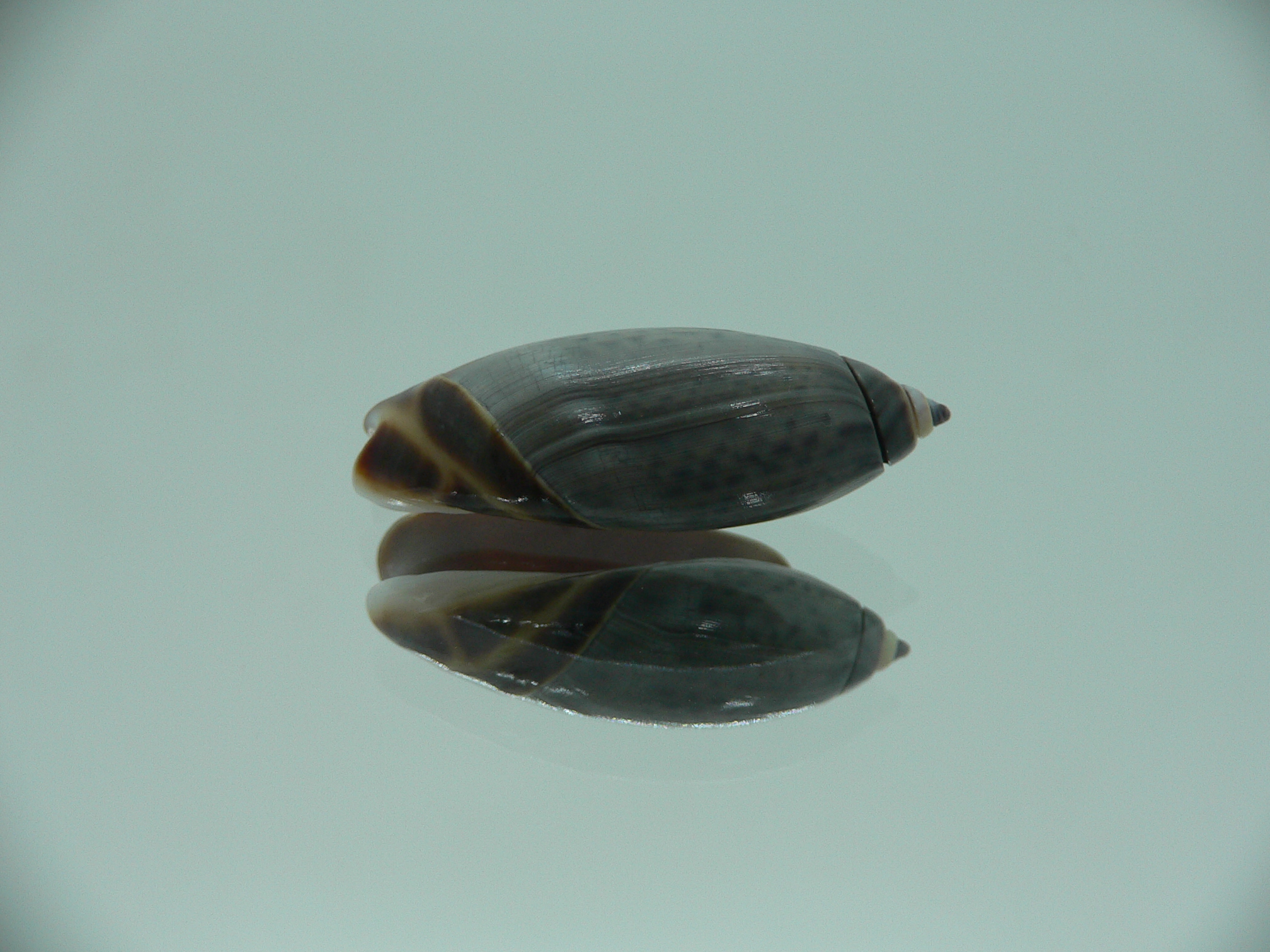 Agaronia nica BIG & RARE