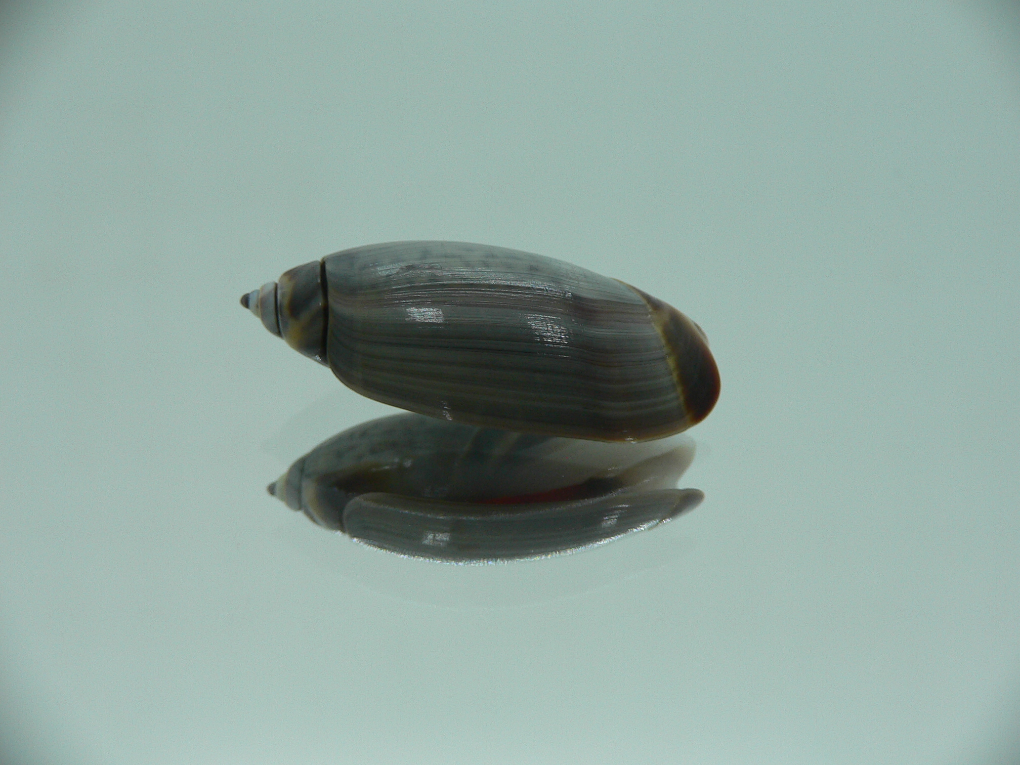 Agaronia nica BIG & RARE