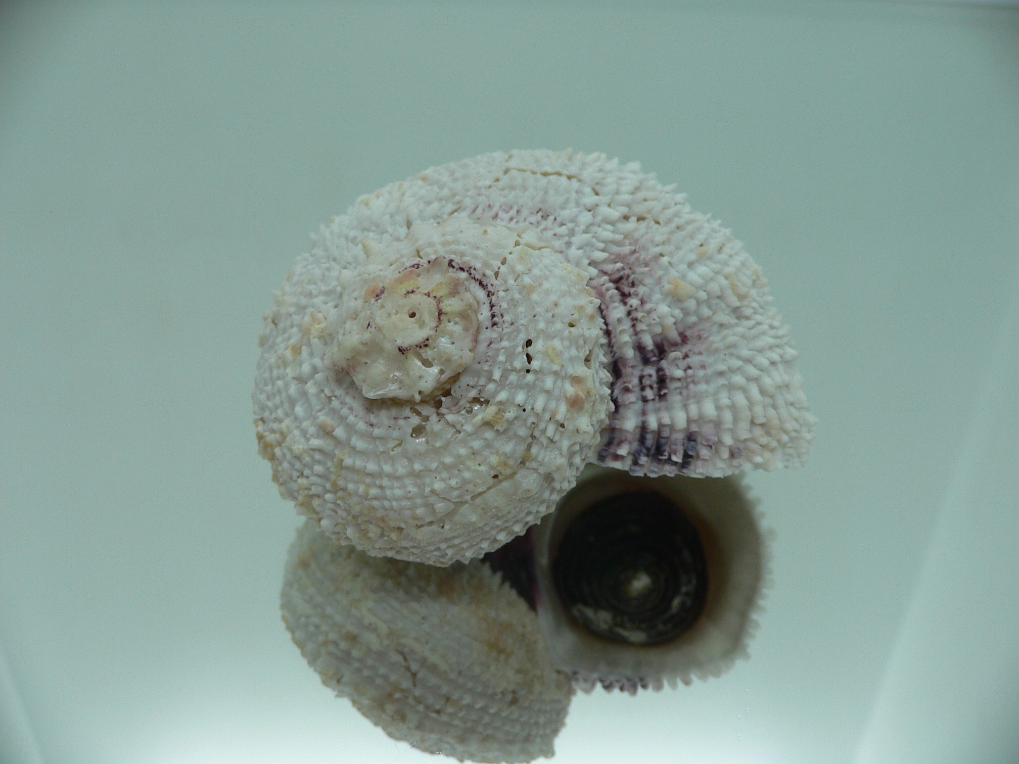 Angaria tyria ENDEMIC & VERY GOOD SIZE