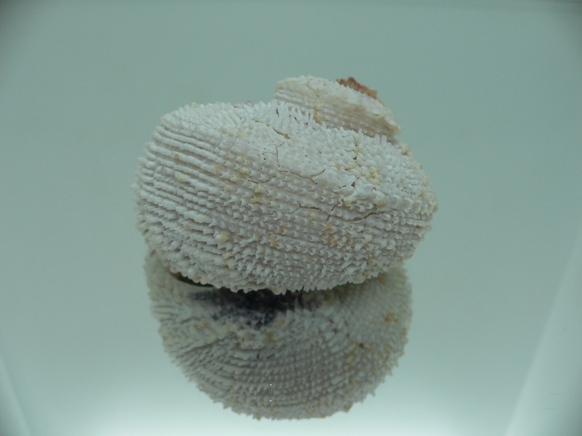 Angaria tyria ENDEMIC & VERY GOOD SIZE
