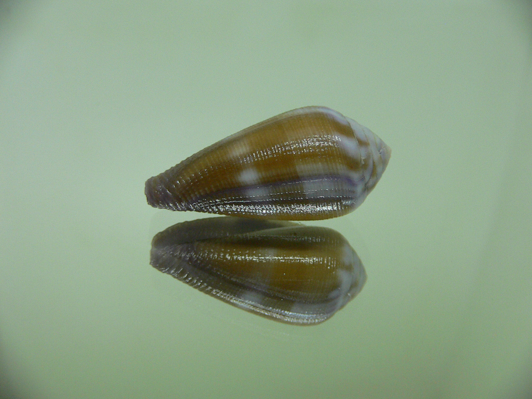 Conus tenuistriatus VIOLET