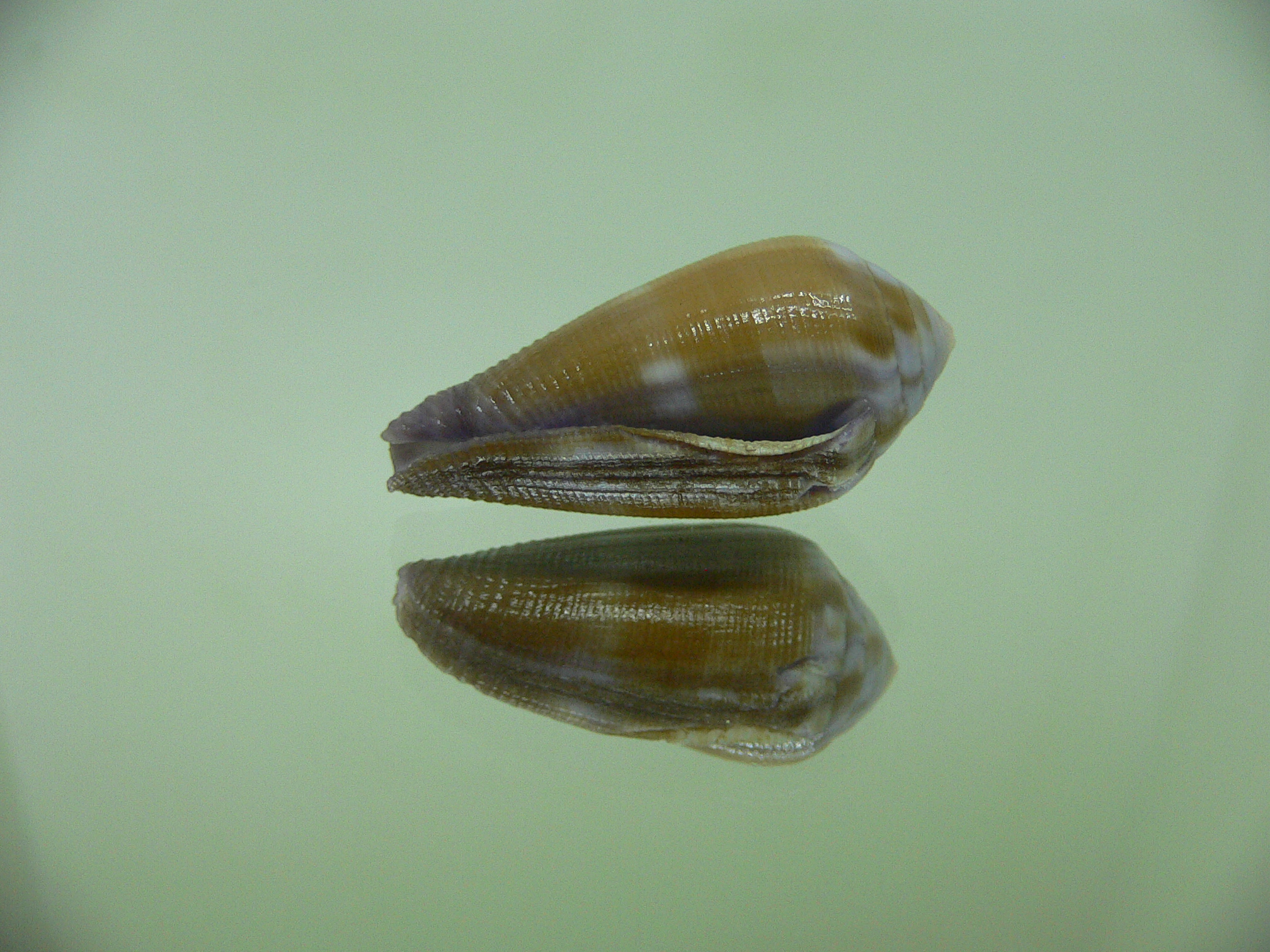 Conus tenuistriatus VIOLET