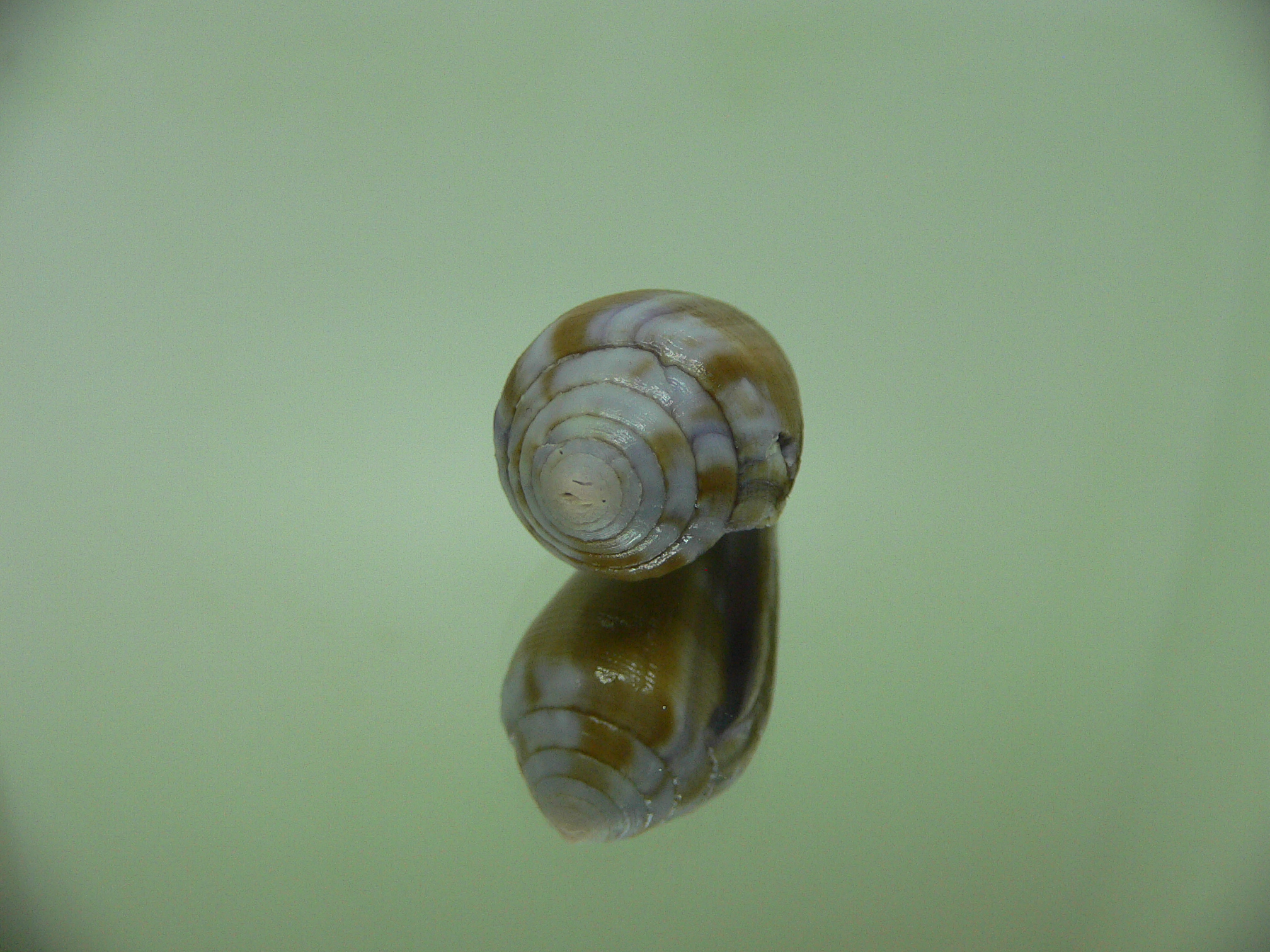 Conus tenuistriatus VIOLET