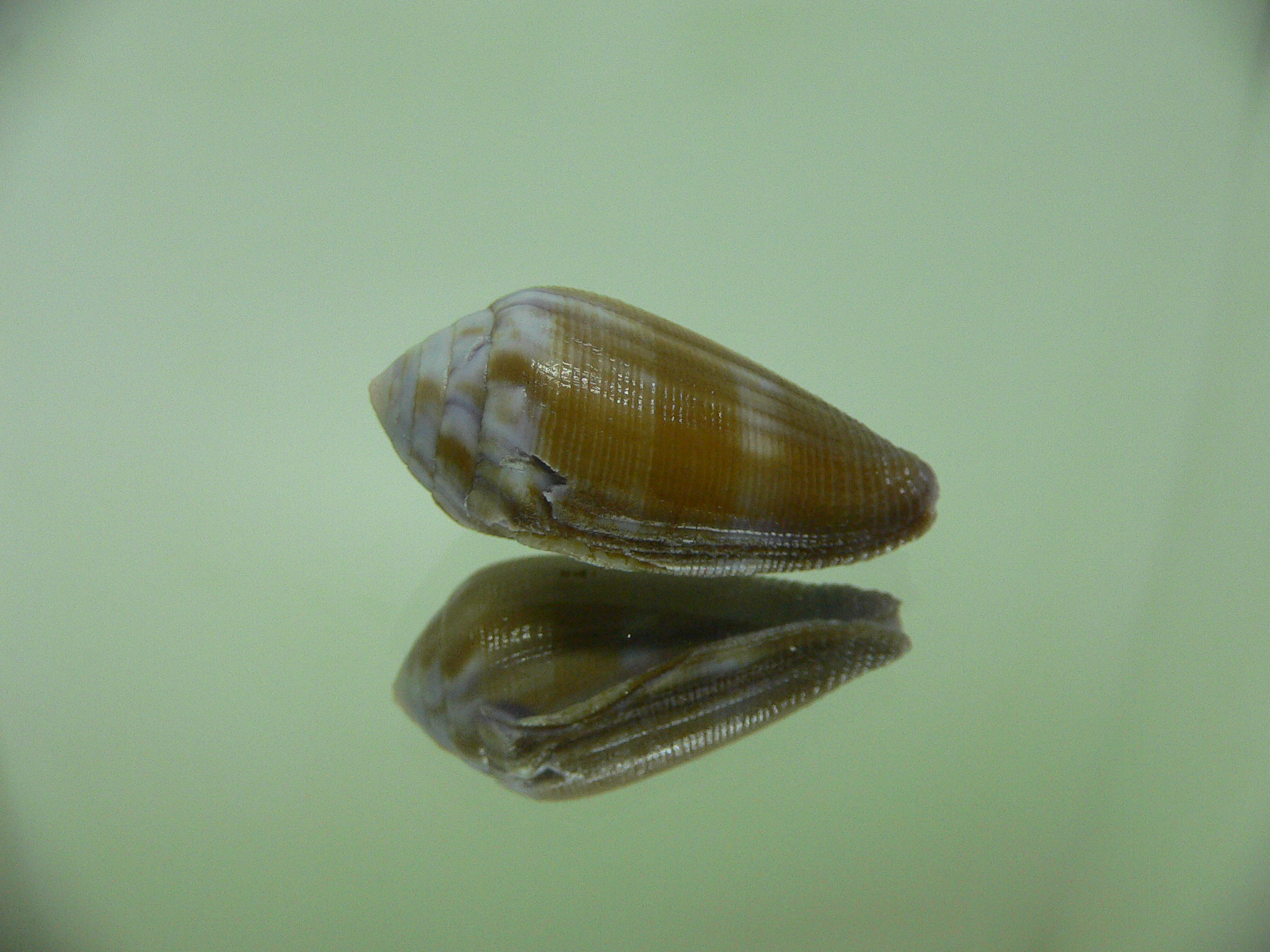 Conus tenuistriatus VIOLET