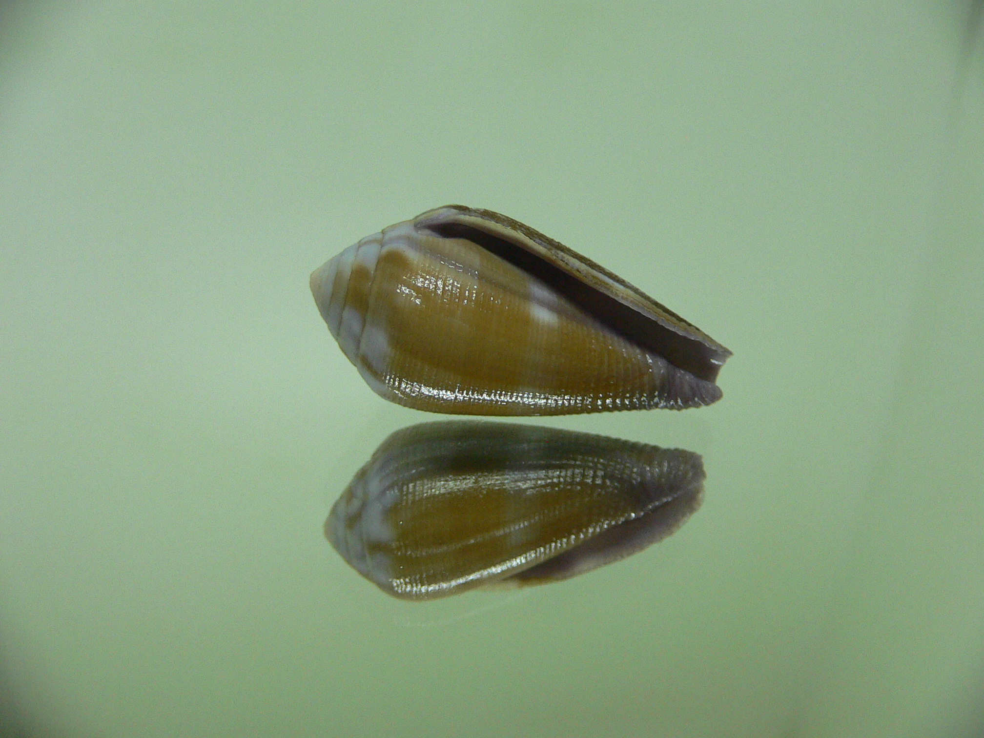 Conus tenuistriatus VIOLET