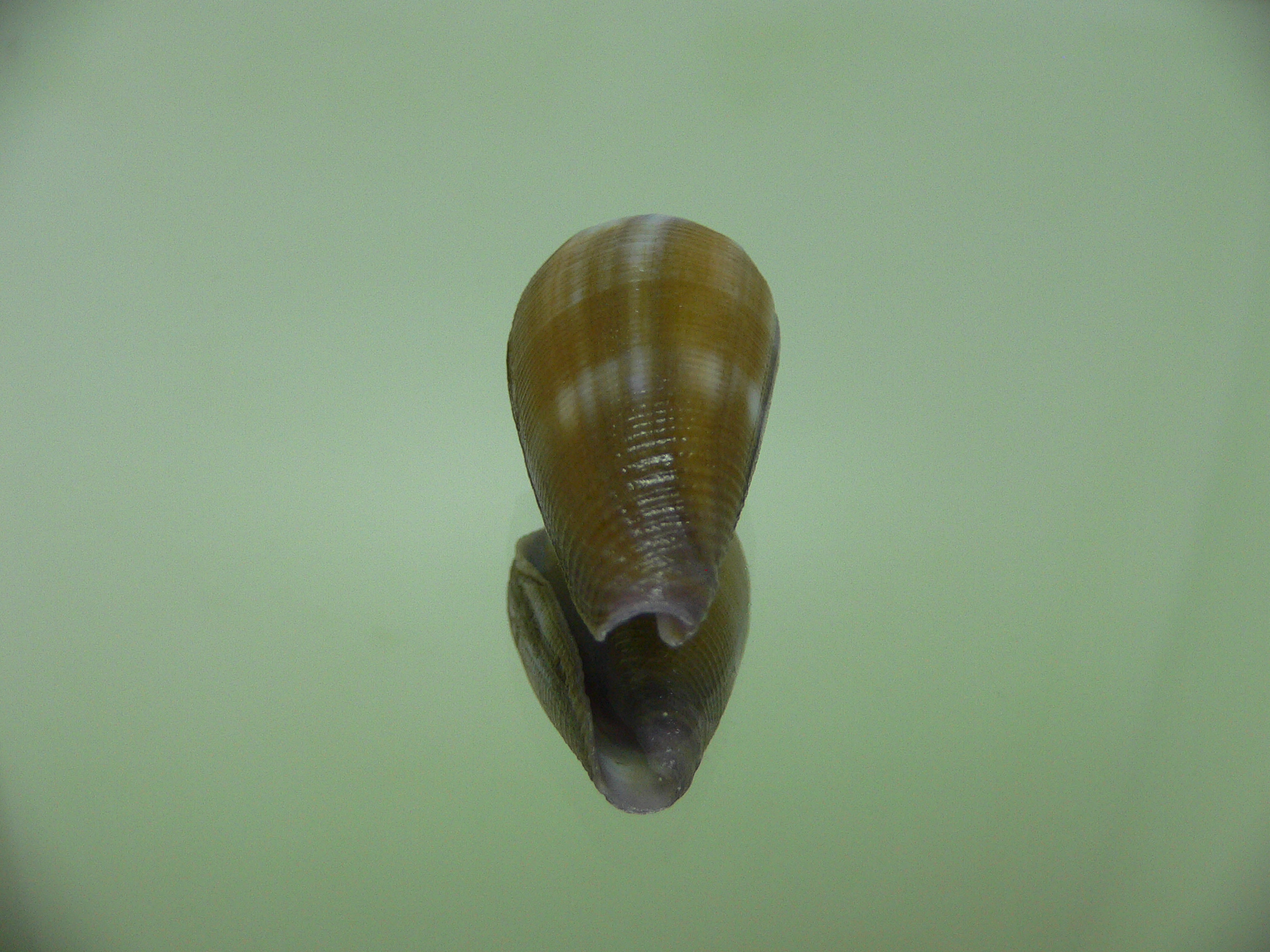 Conus tenuistriatus VIOLET