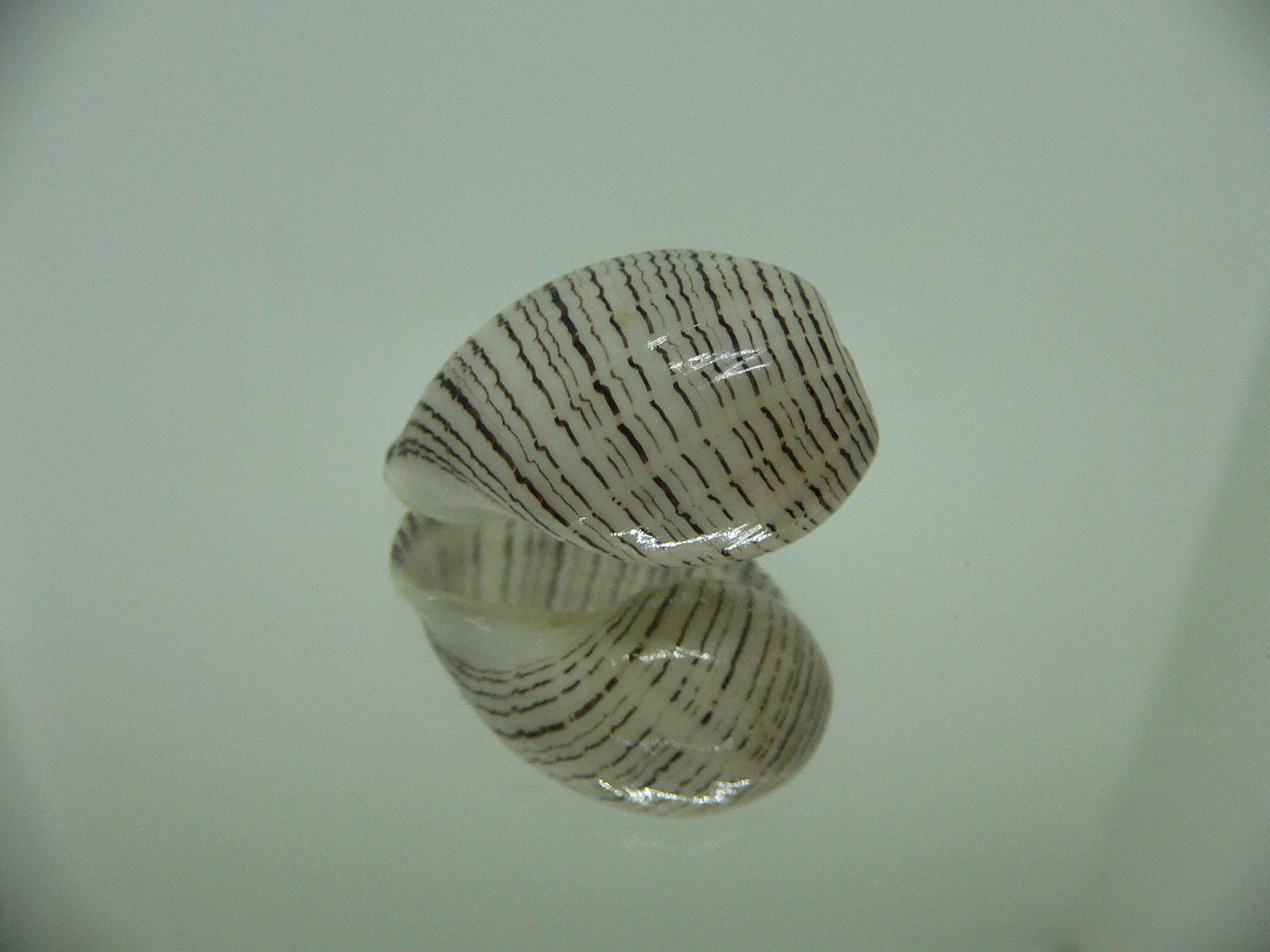 Hydatina physis
