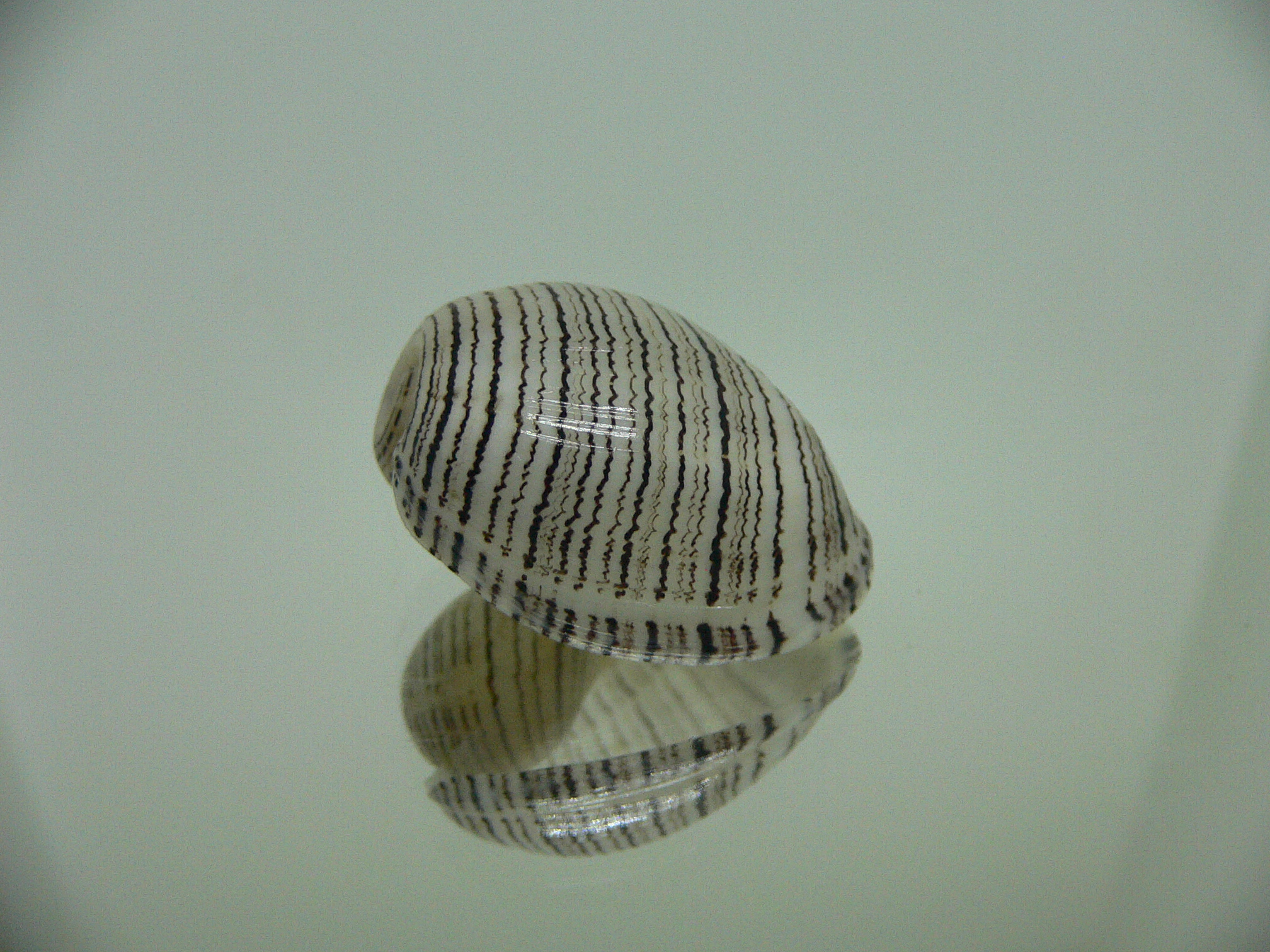 Hydatina physis