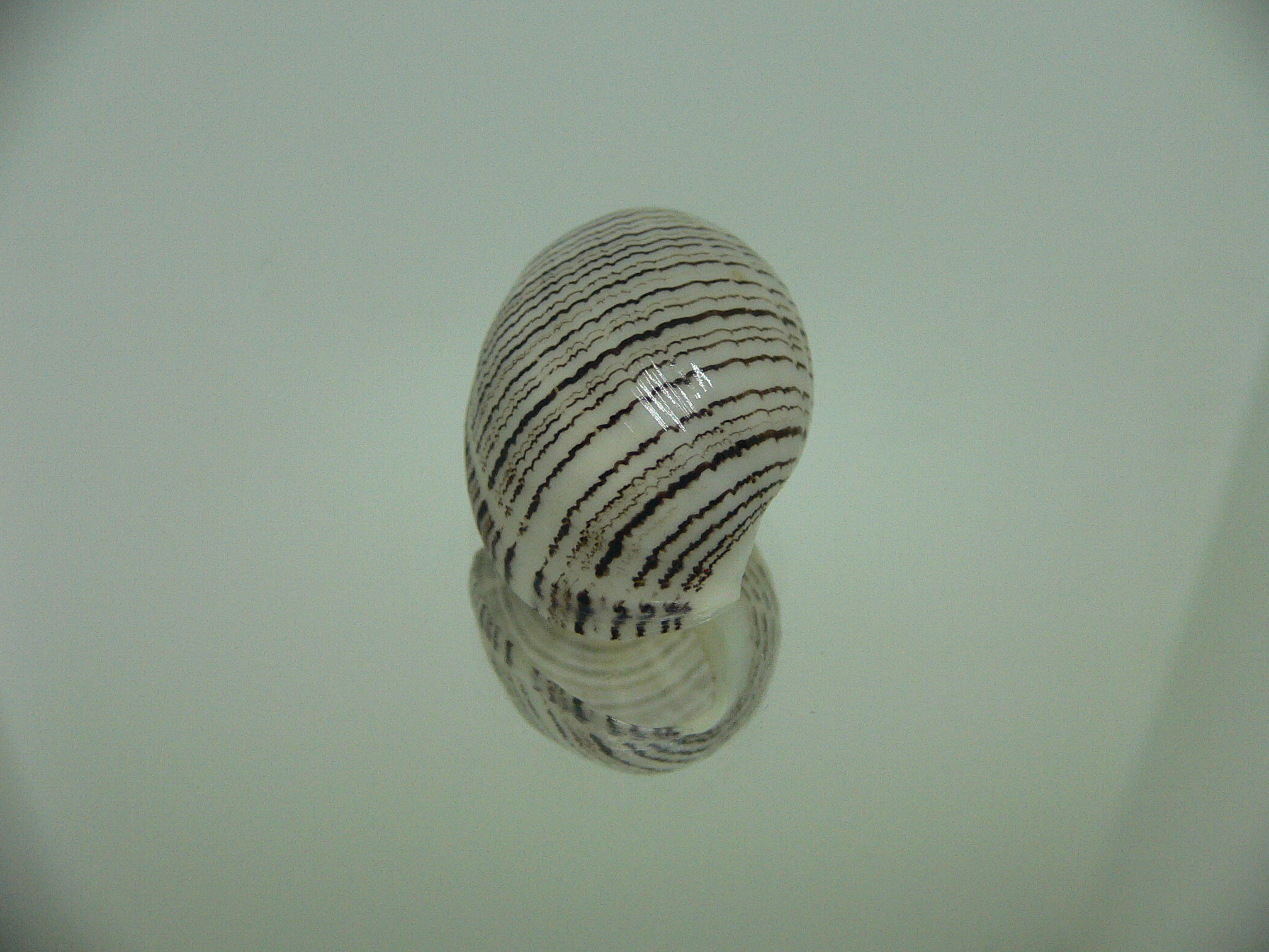 Hydatina physis