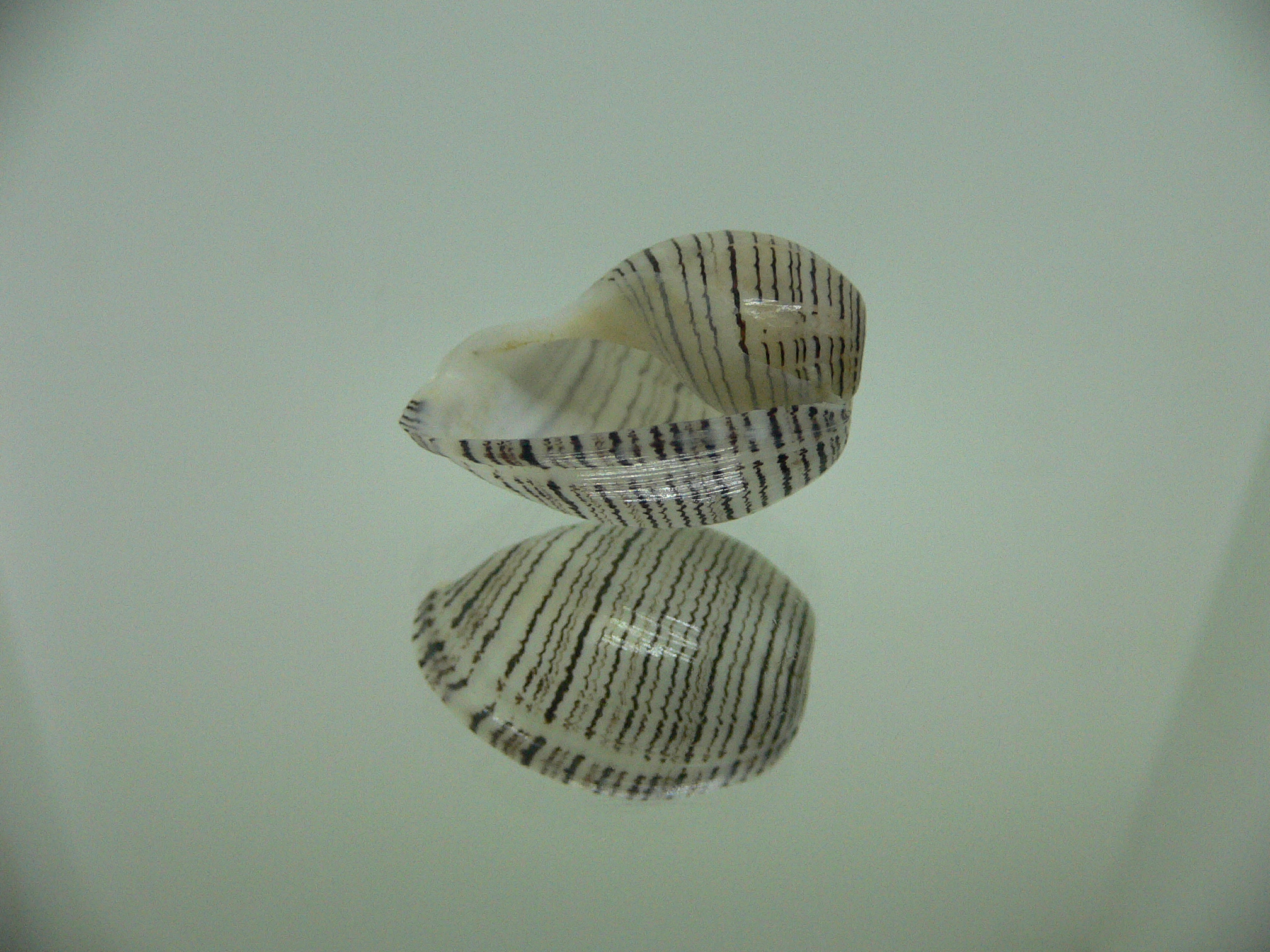 Hydatina physis