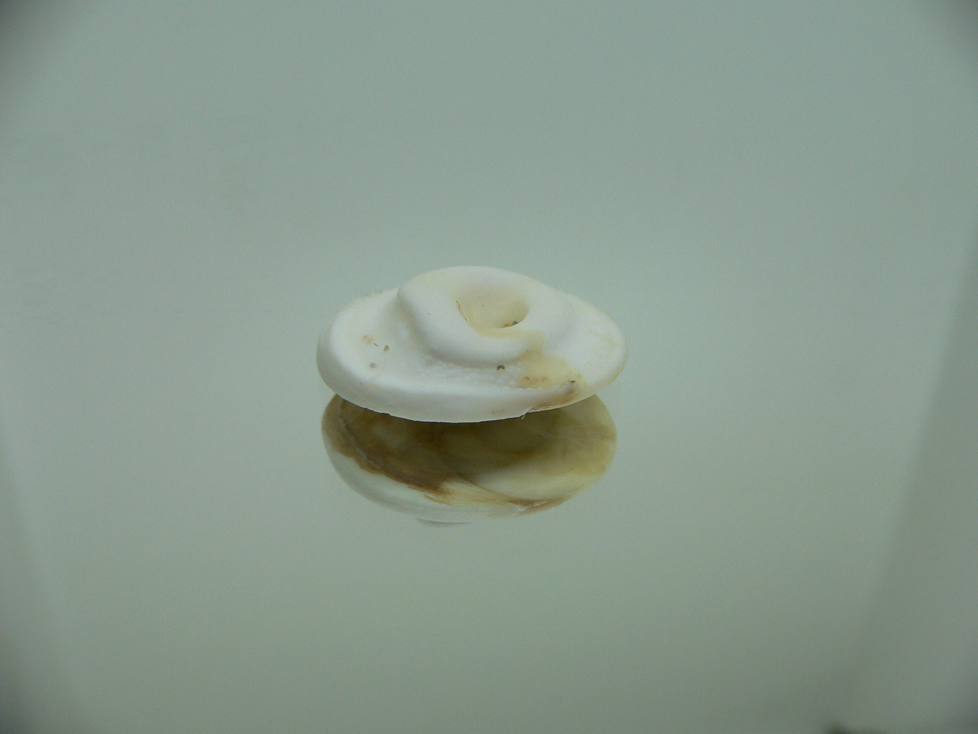 Крышечка Turbo (Marmarostoma) 5