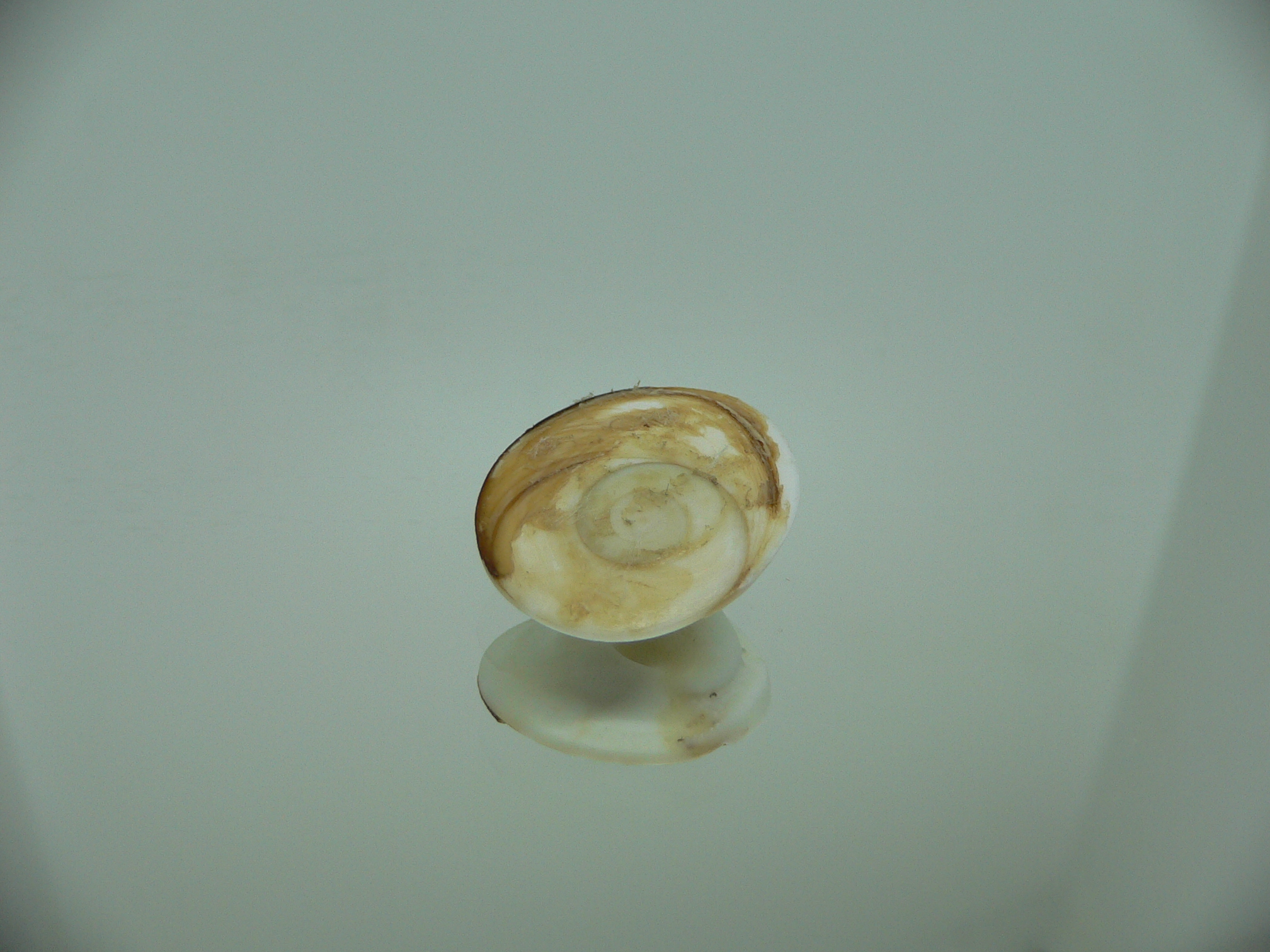 Крышечка Turbo (Marmarostoma) 5