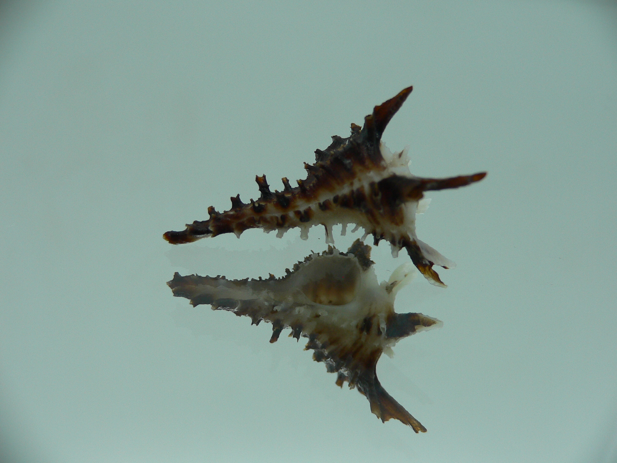 Homalocantha dondani BIG