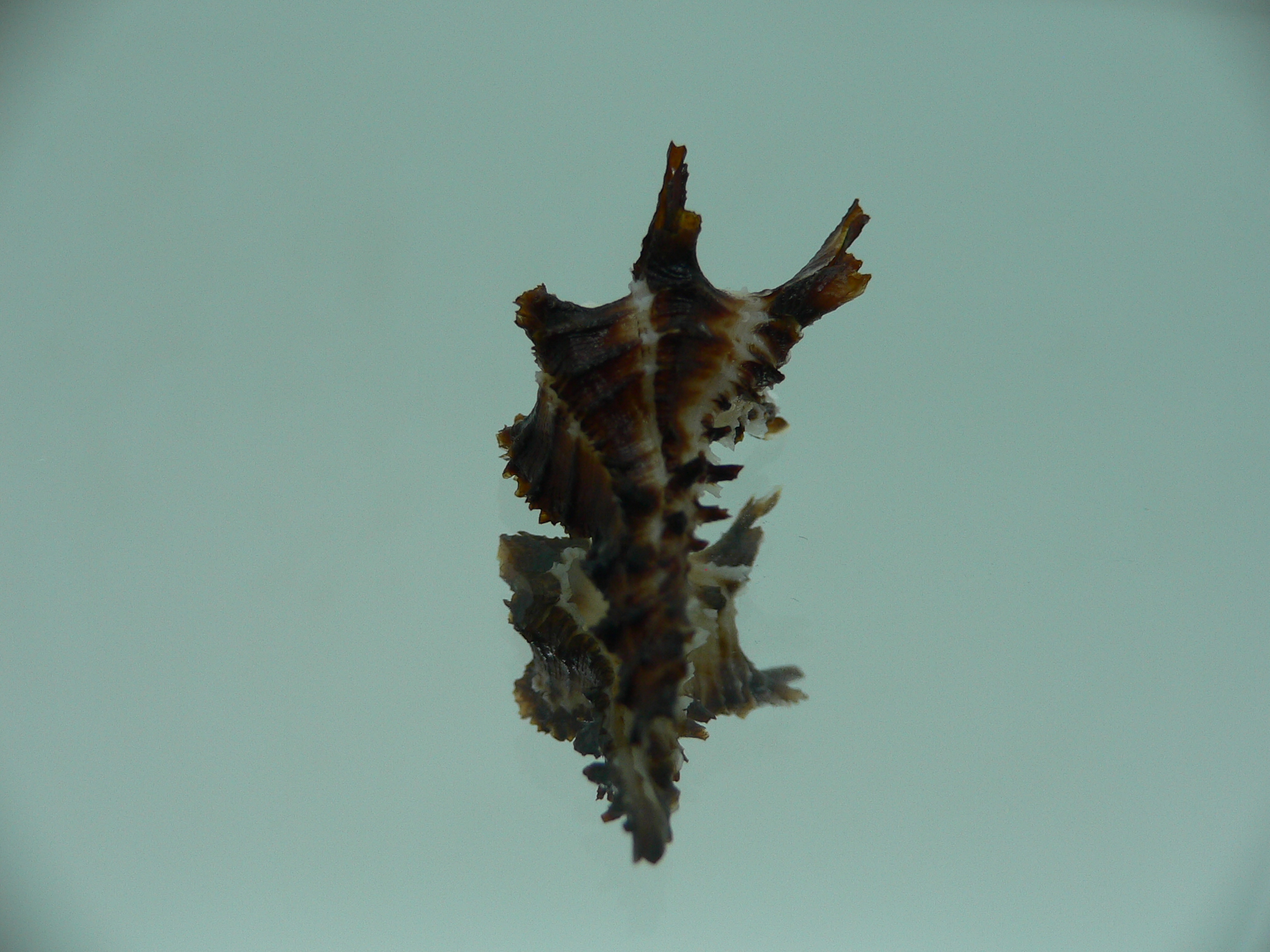 Homalocantha dondani BIG