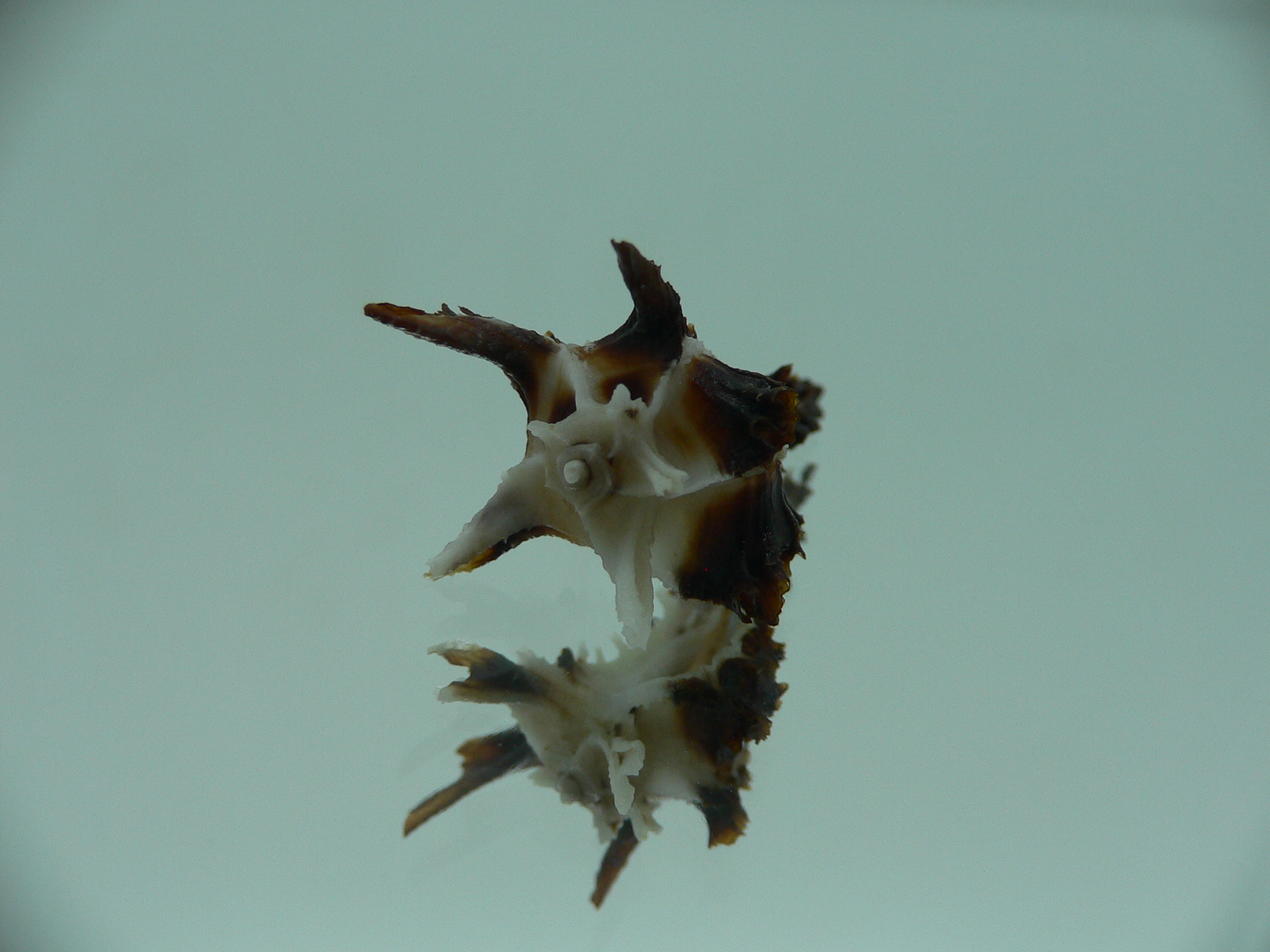 Homalocantha dondani BIG