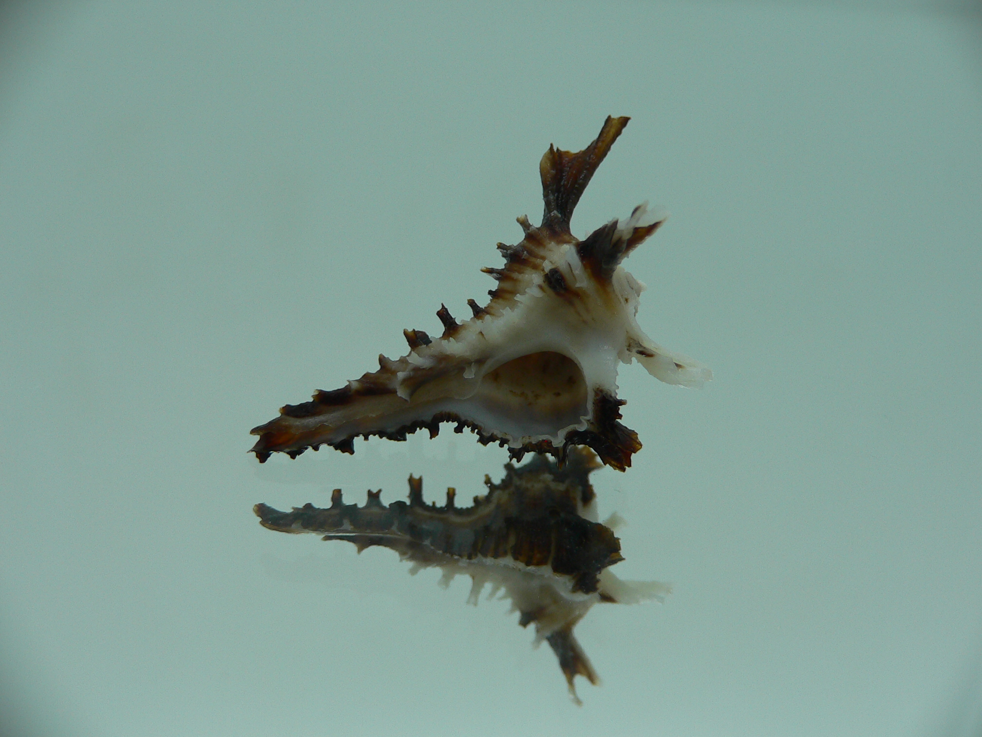 Homalocantha dondani BIG