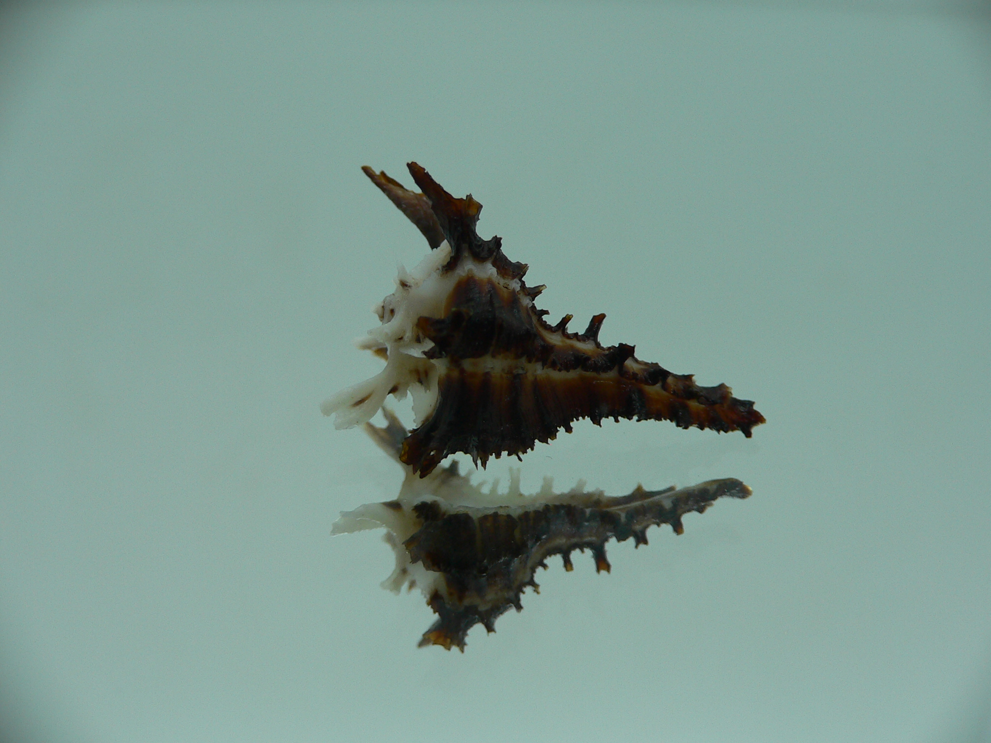 Homalocantha dondani BIG