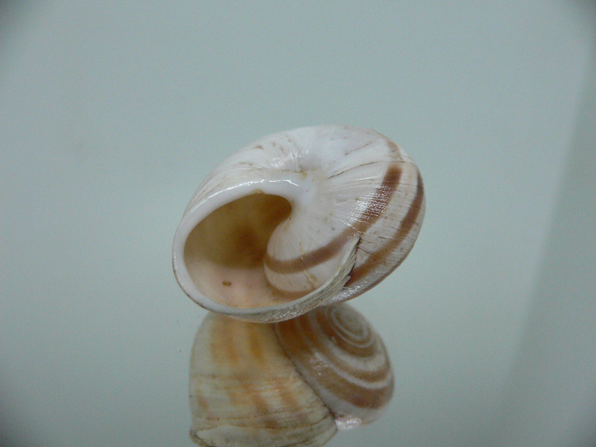 Iberus alvaradoi BIG