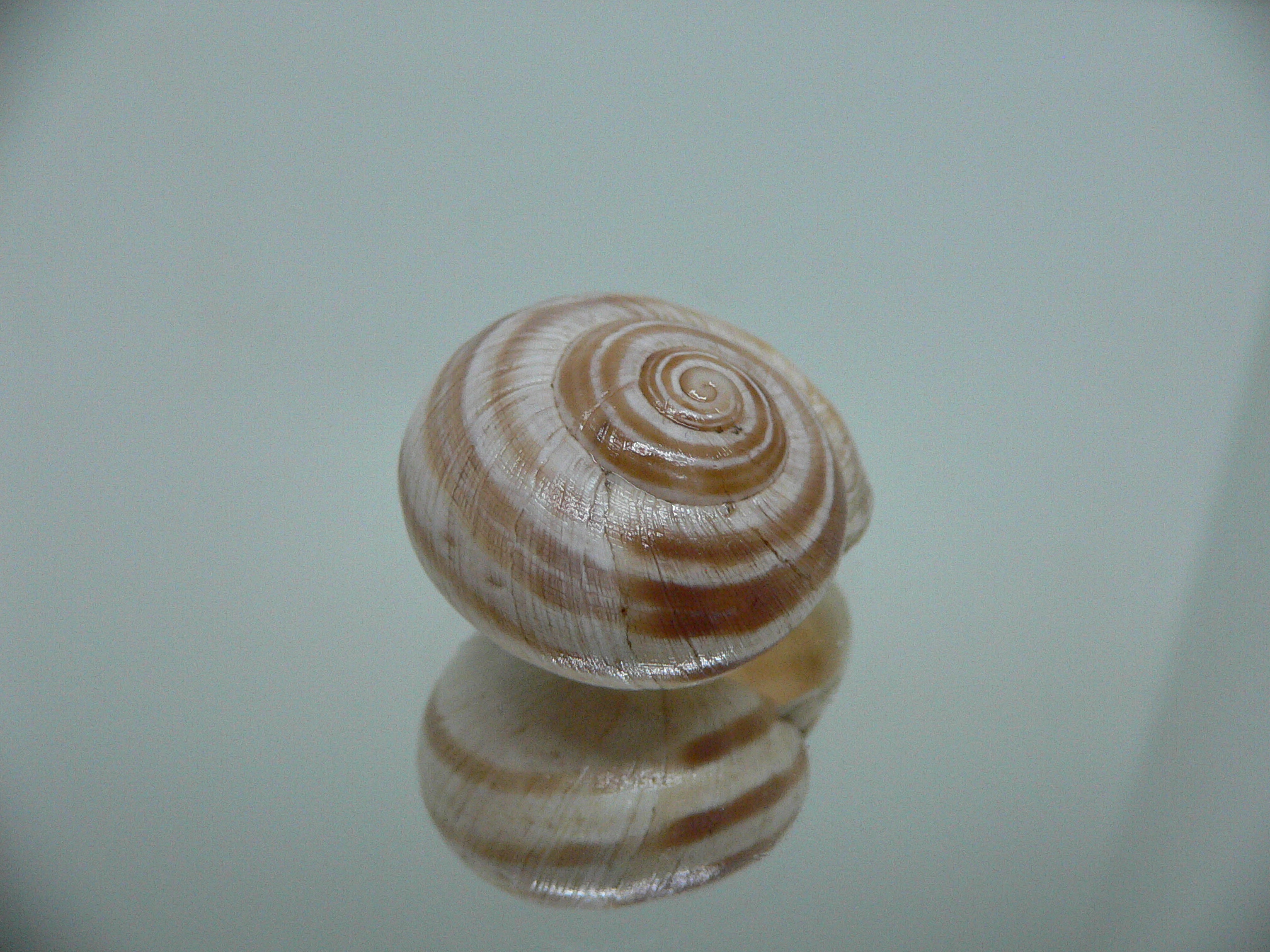 Iberus alvaradoi BIG