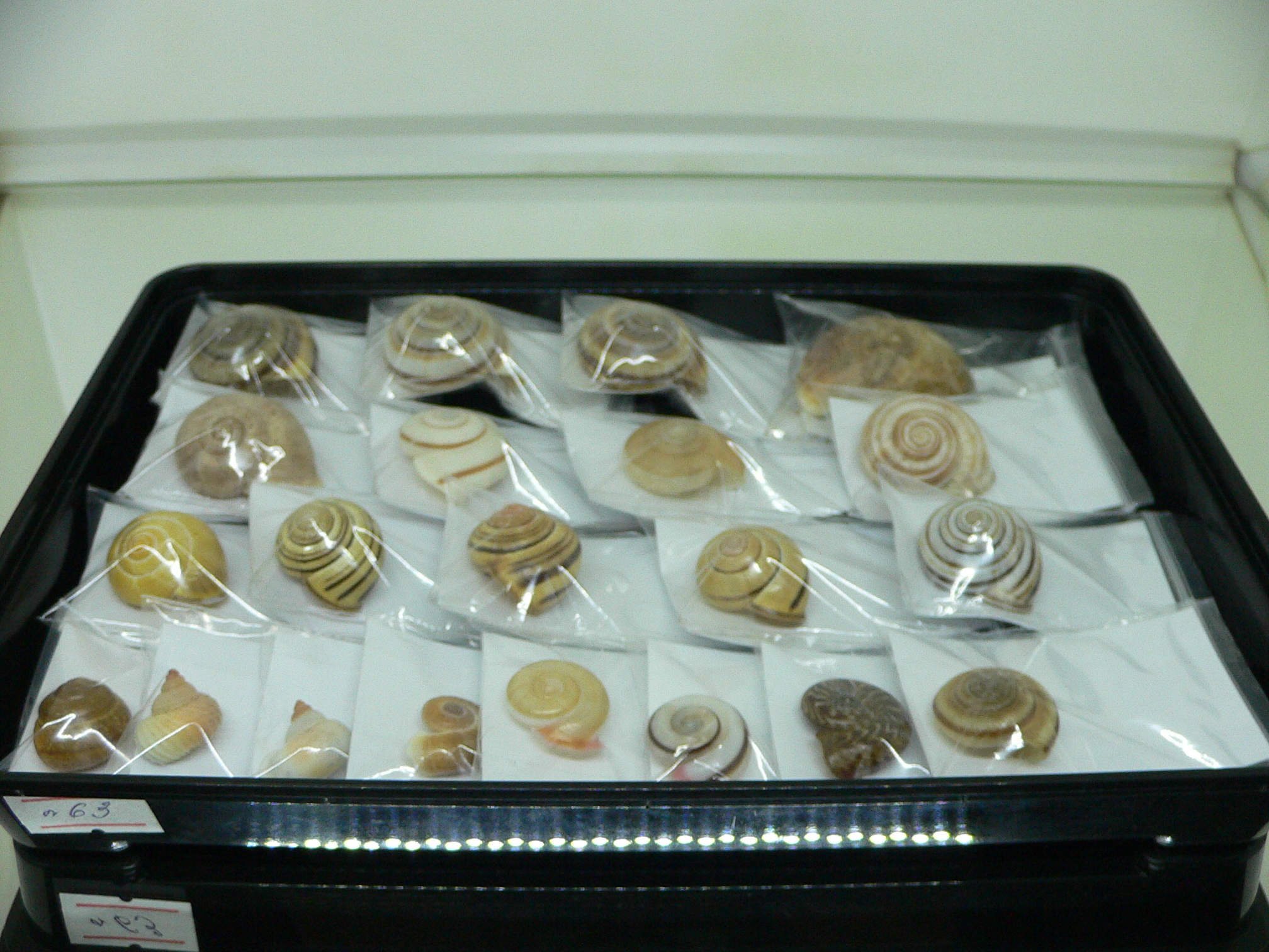 Iberus alvaradoi BIG