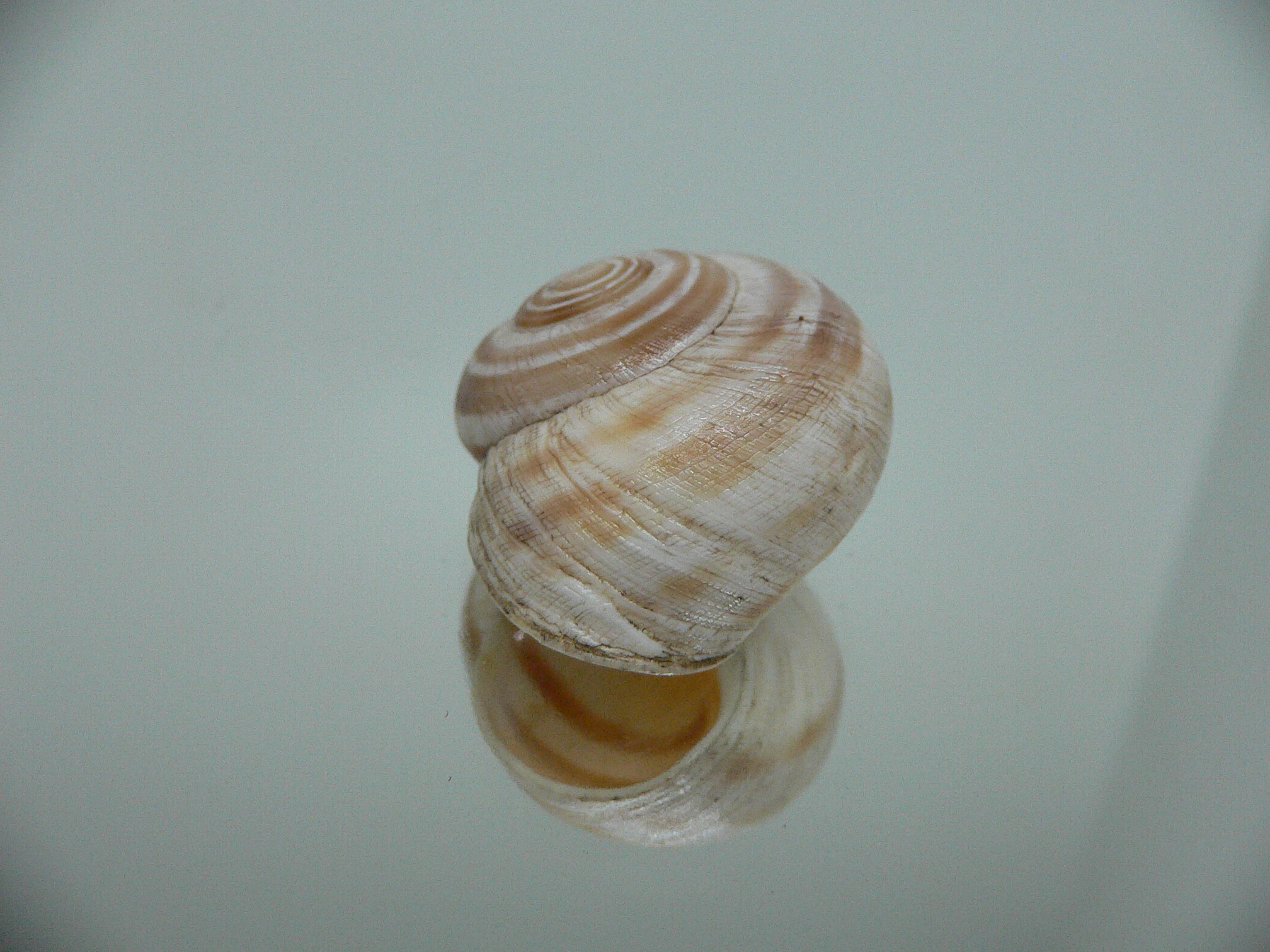 Iberus alvaradoi BIG